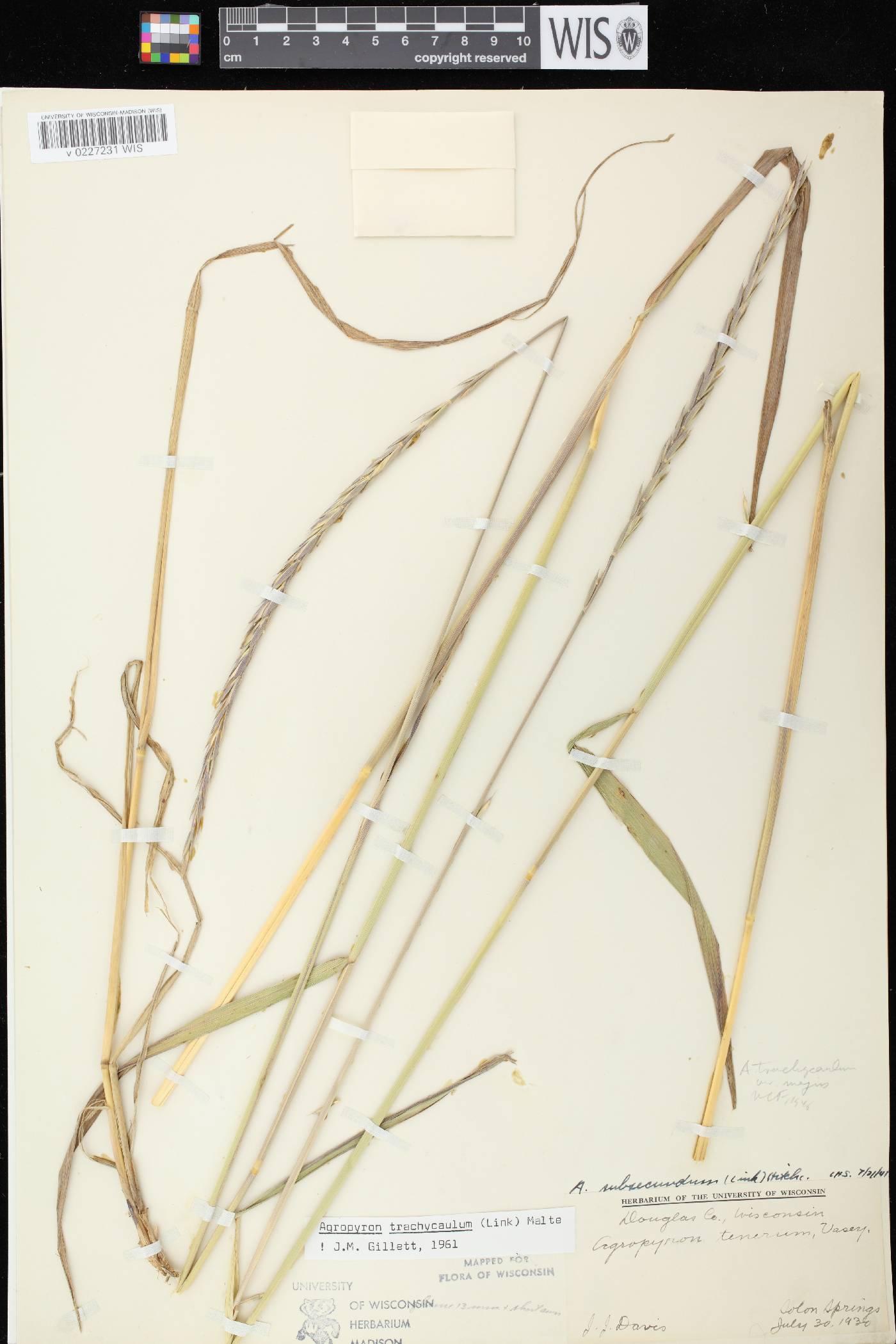 Elymus trachycaulus subsp. trachycaulus image