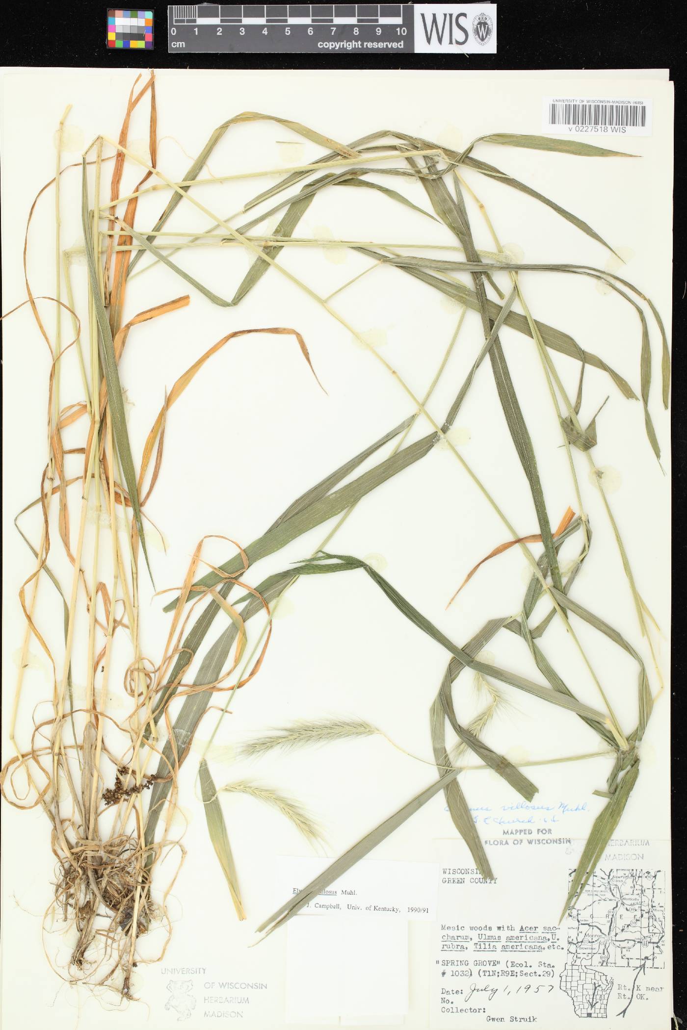 Elymus villosus var. villosus image