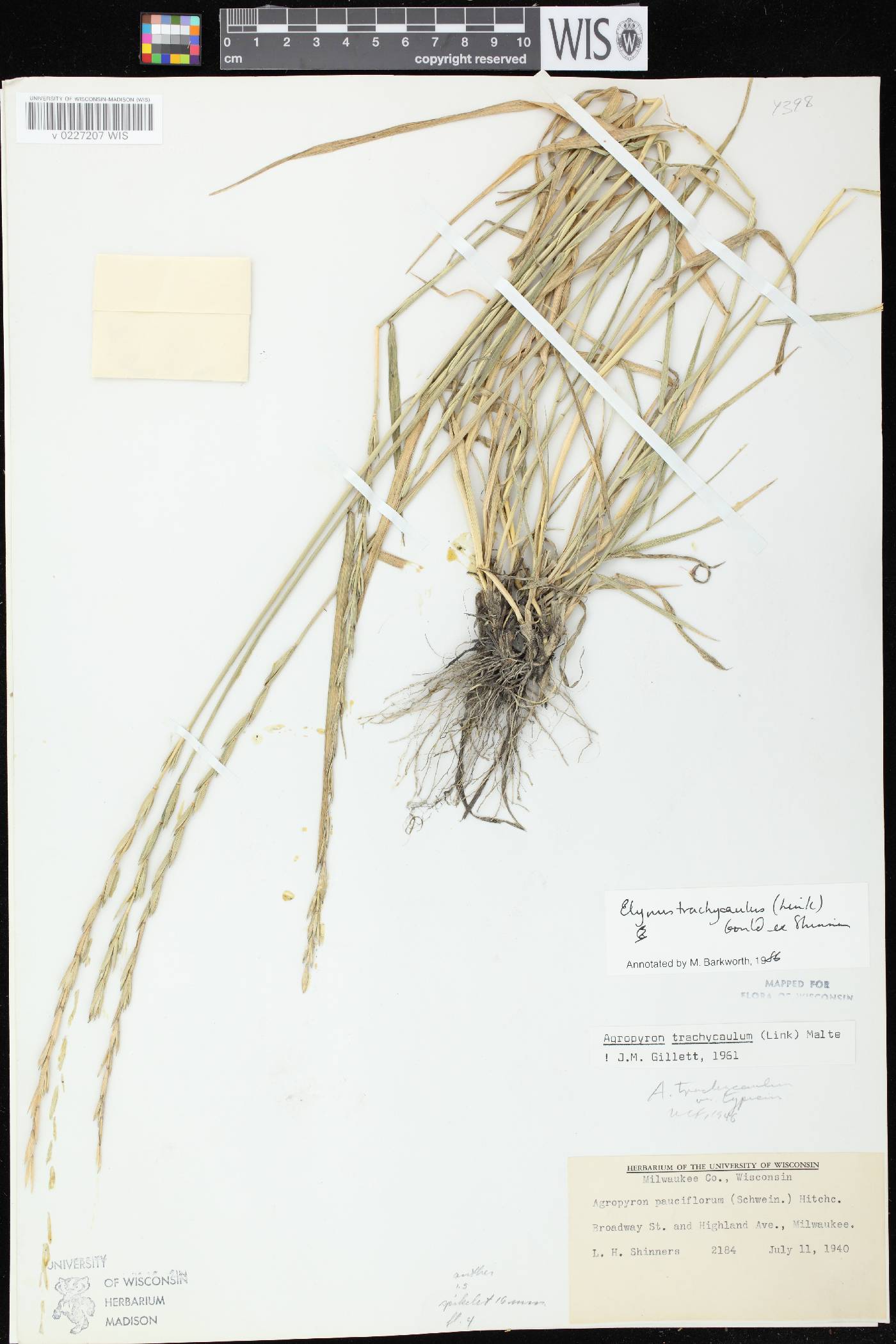 Elymus trachycaulus subsp. trachycaulus image