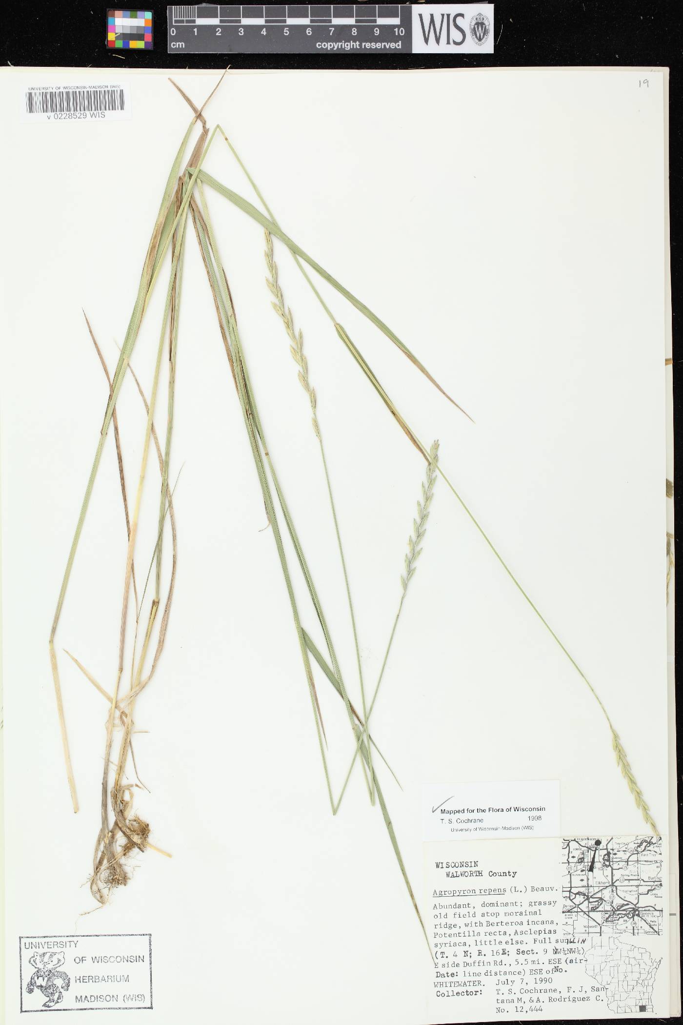 Elymus repens image