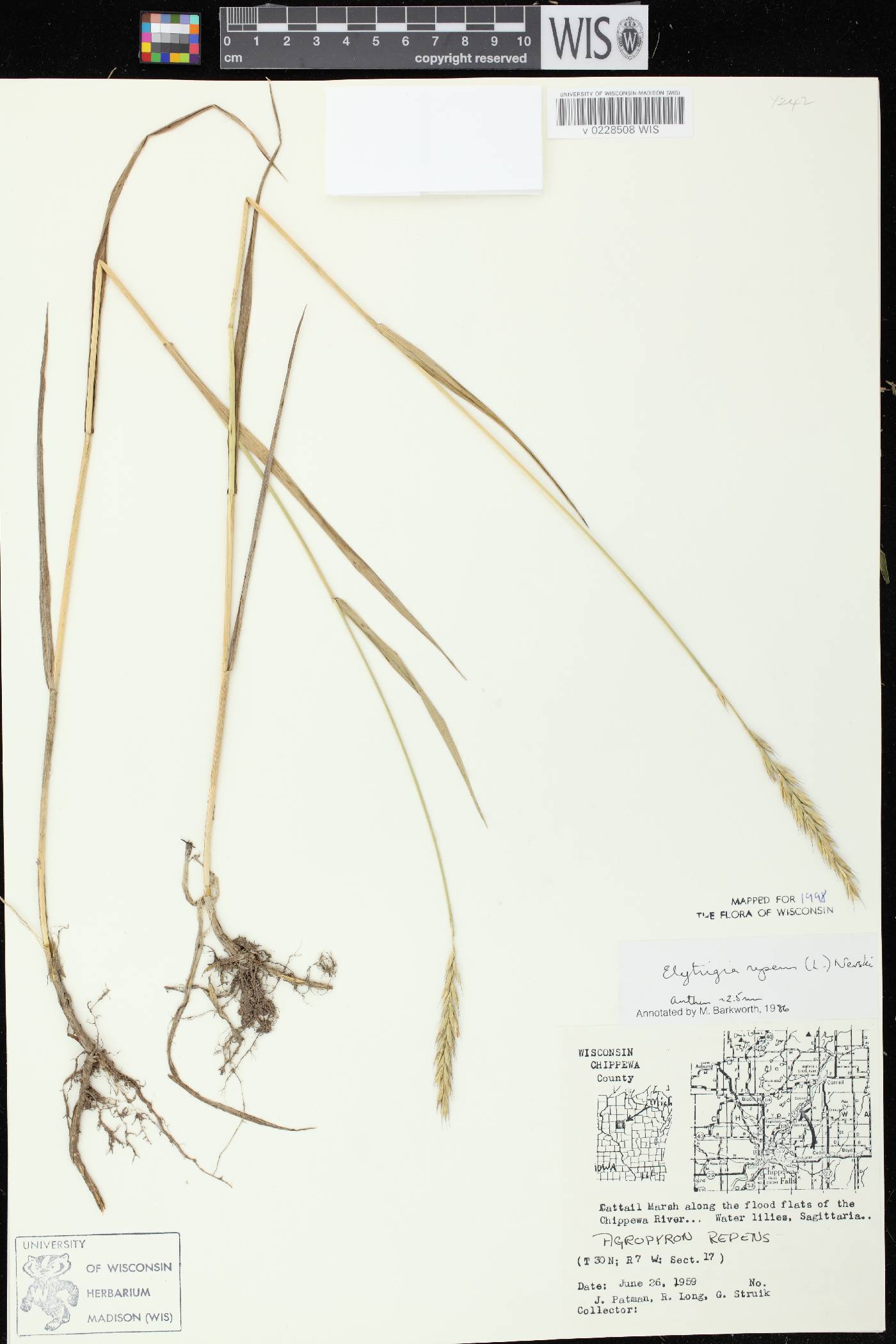 Elymus repens image