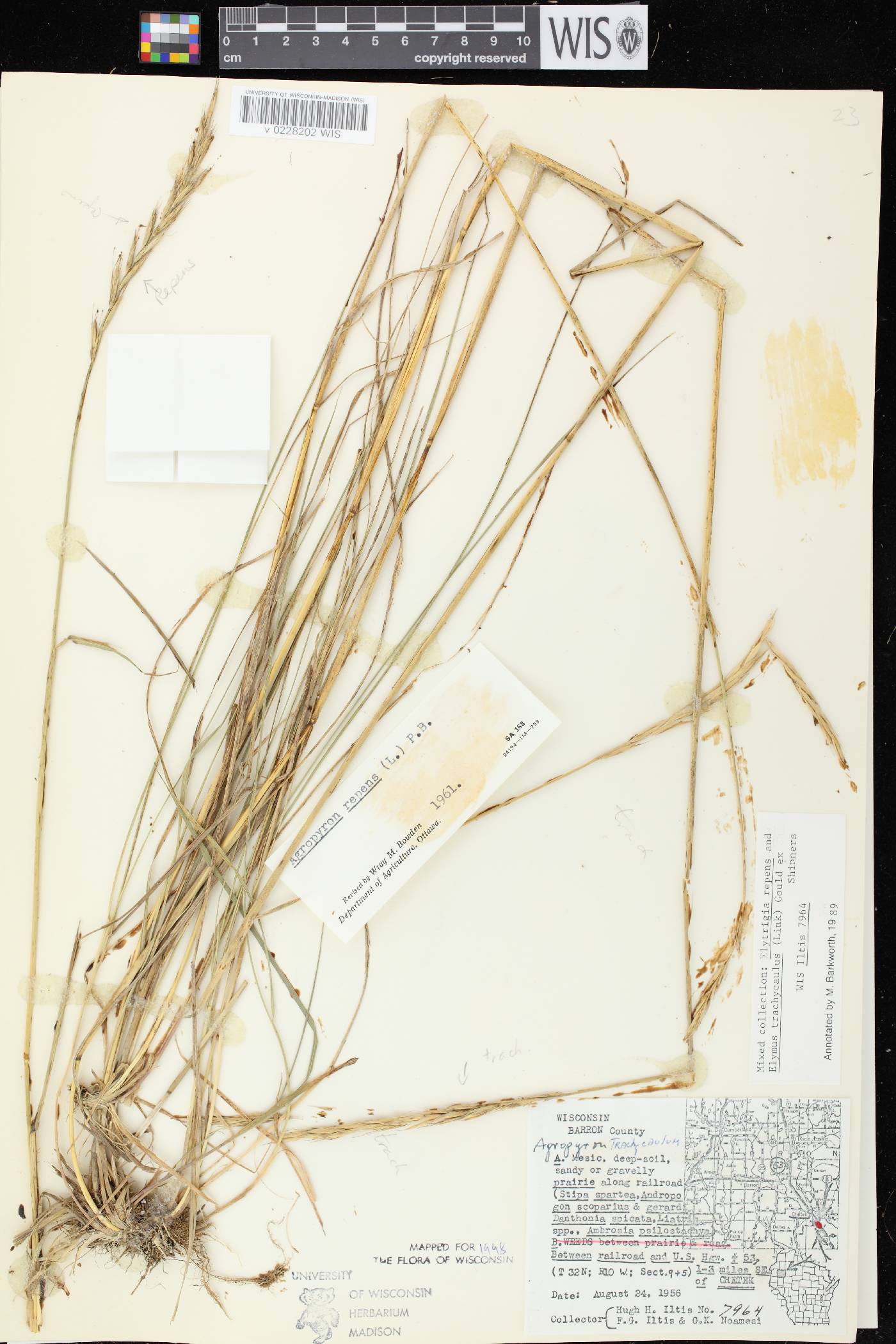 Elymus repens image