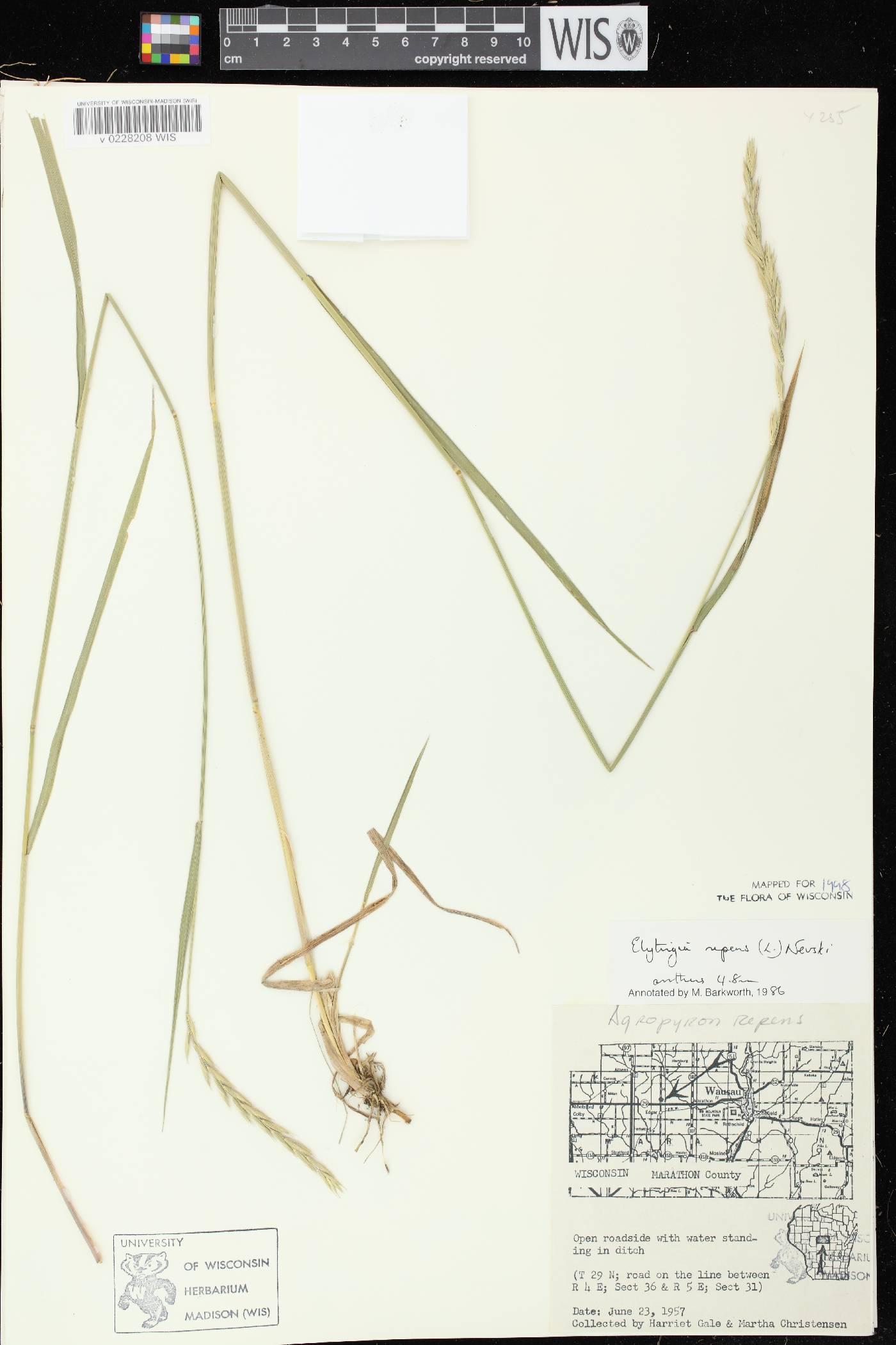 Elymus repens image