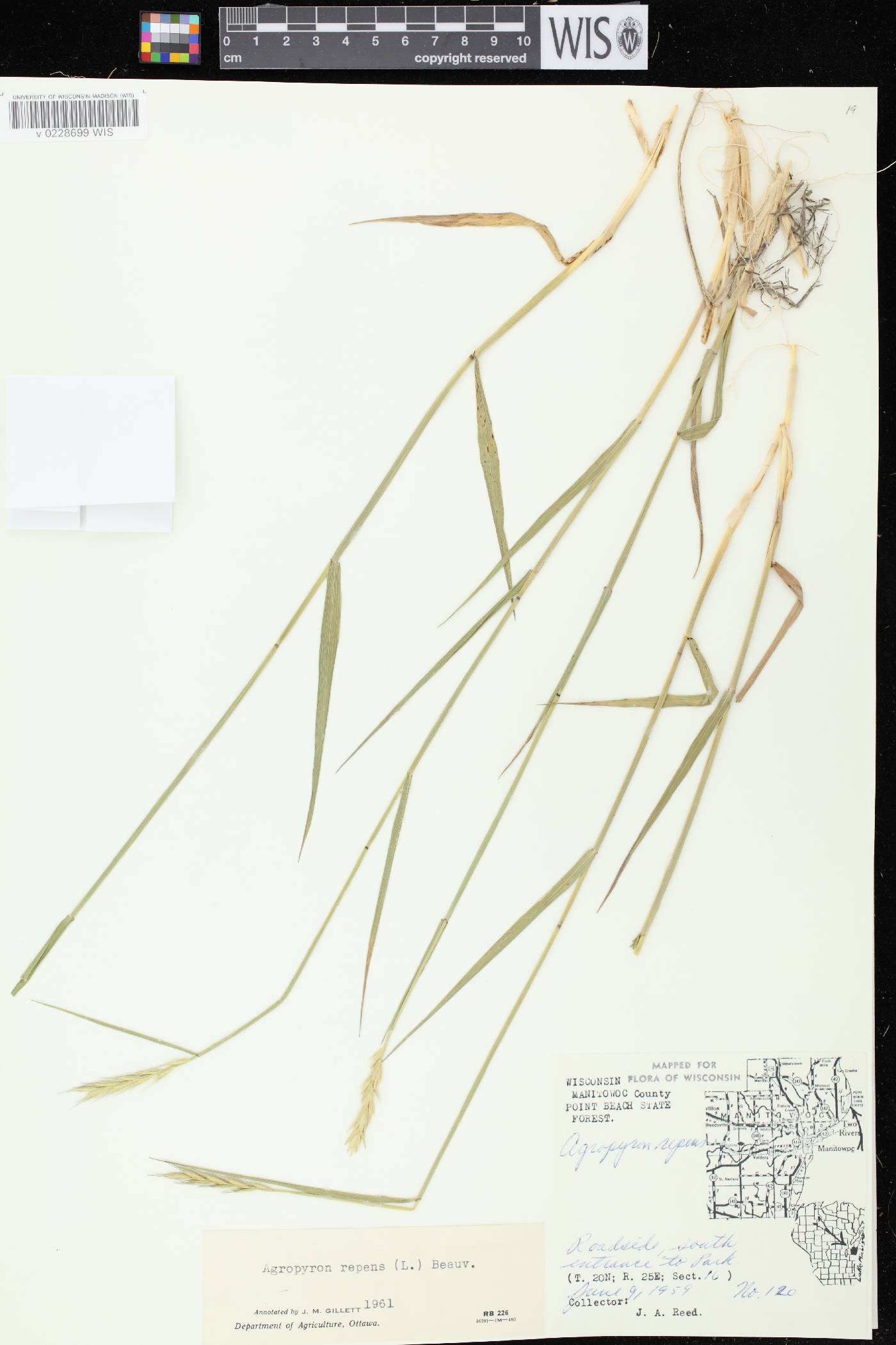 Elymus repens image