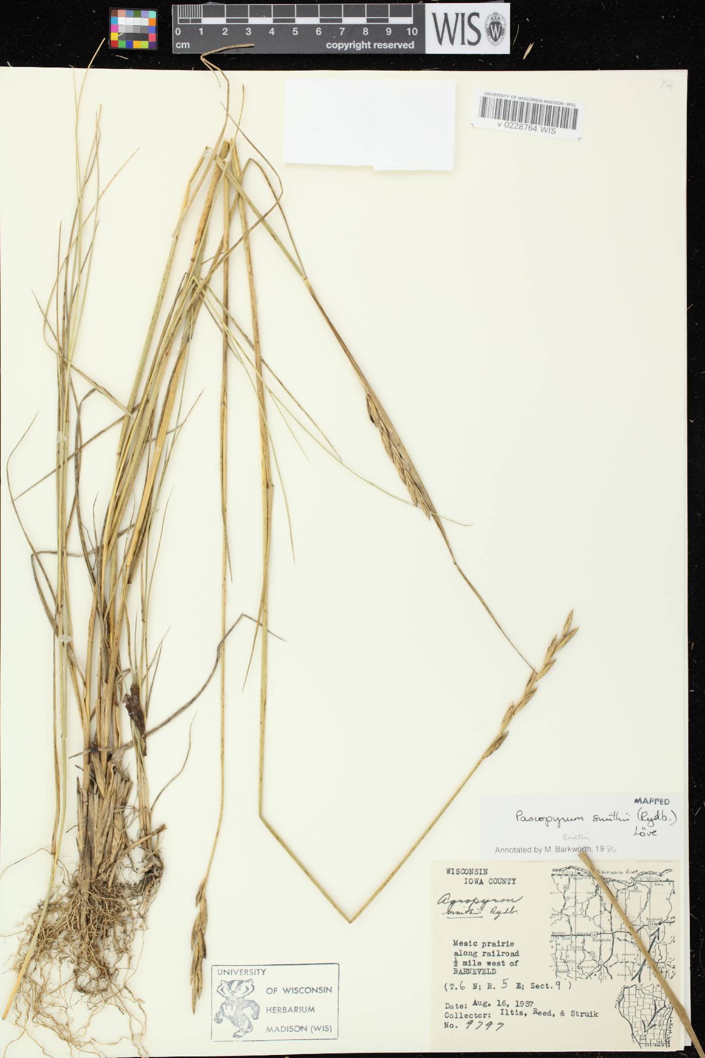 Pascopyrum smithii image