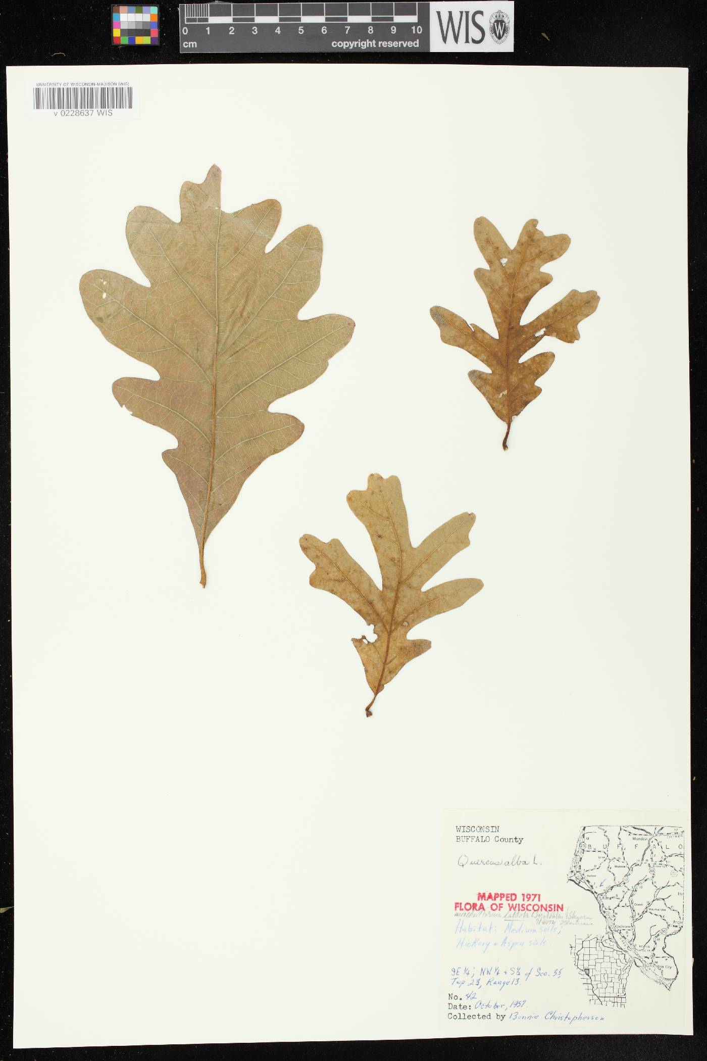 Quercus alba image