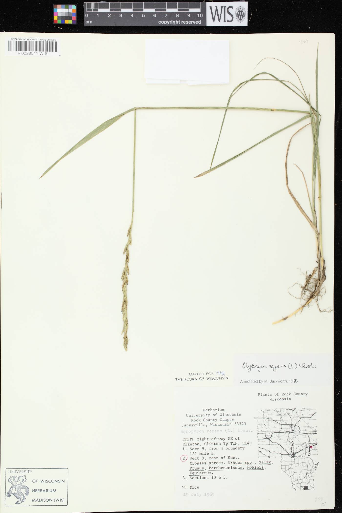 Elymus repens image
