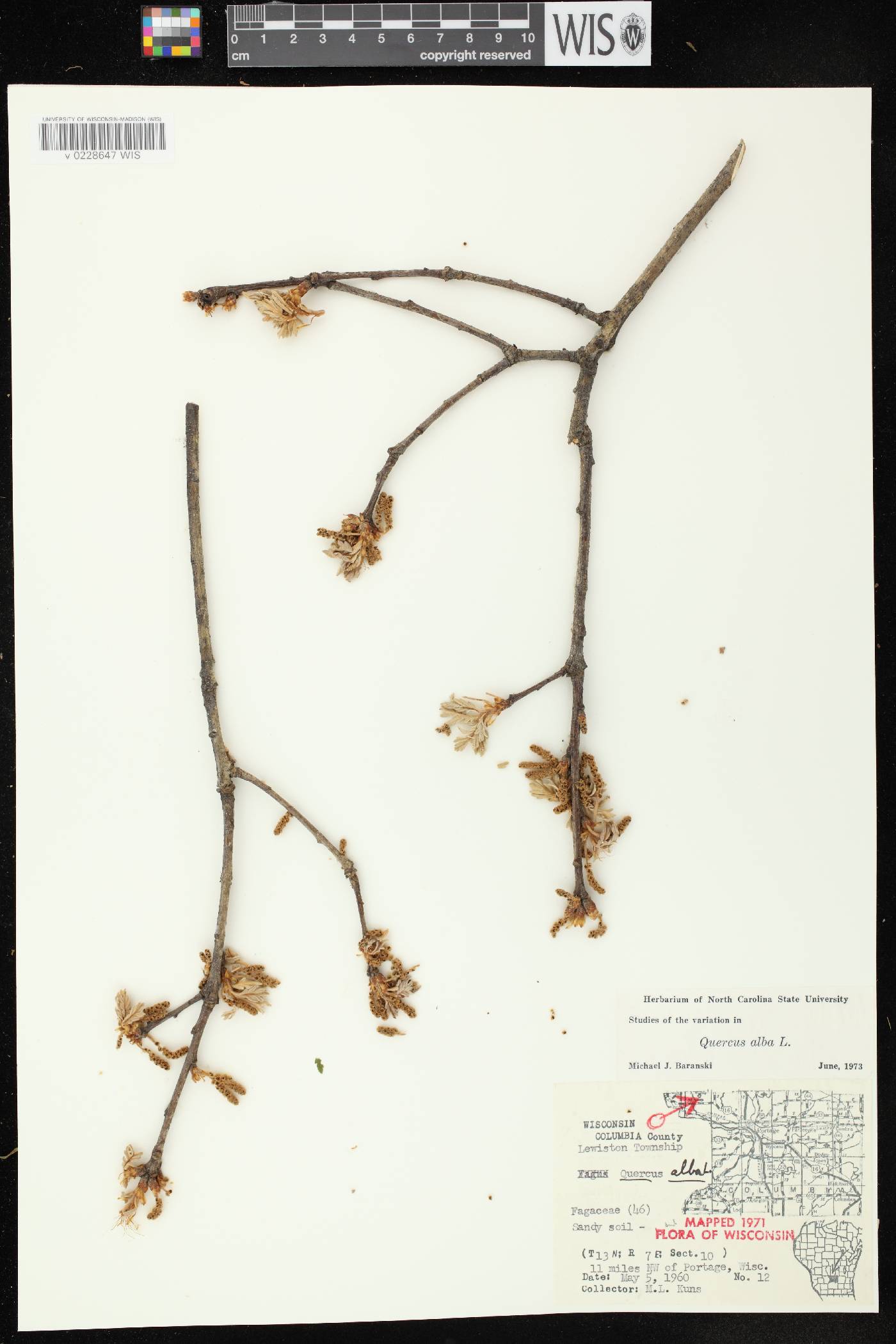 Quercus alba image
