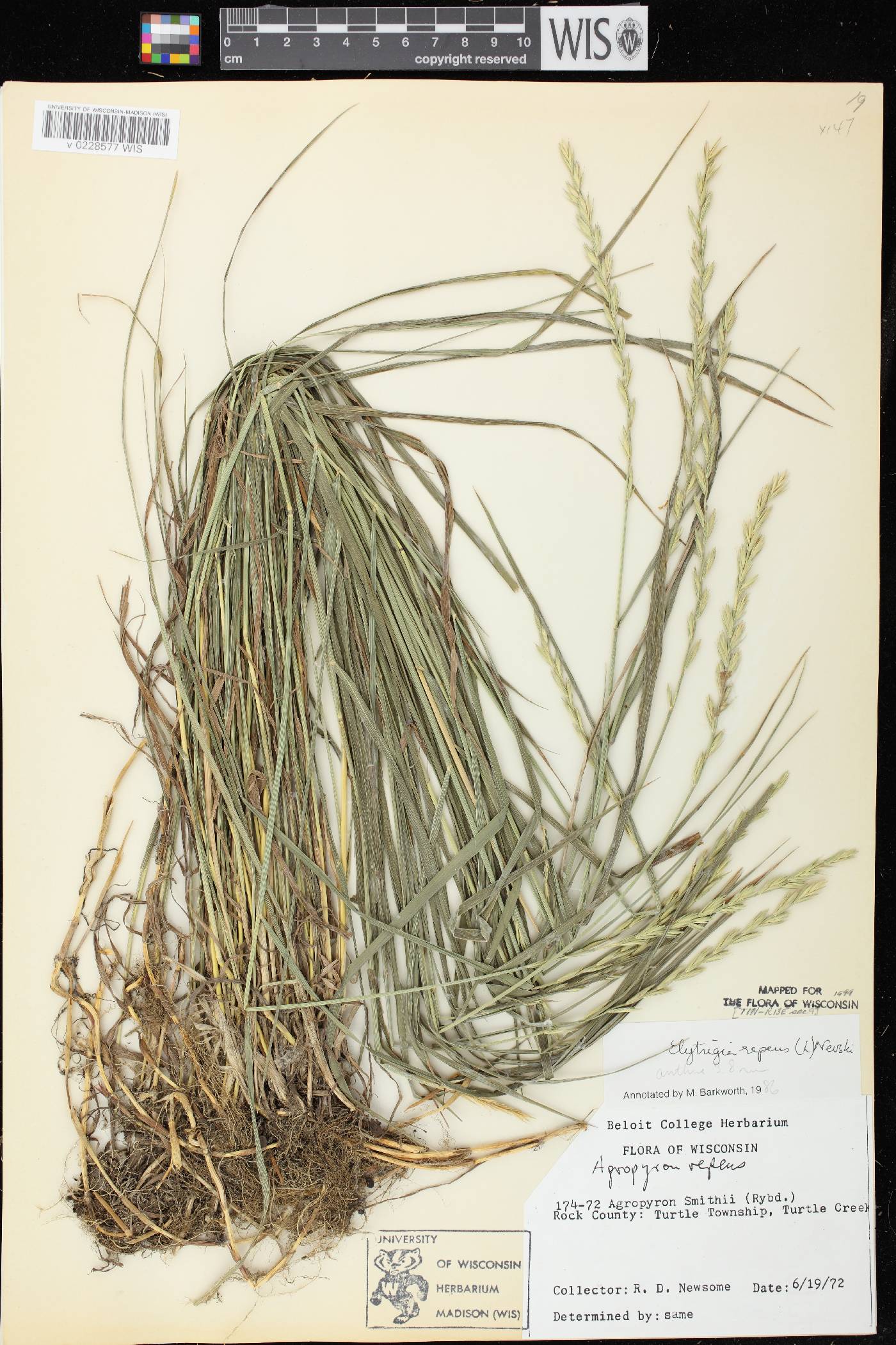 Elymus repens image