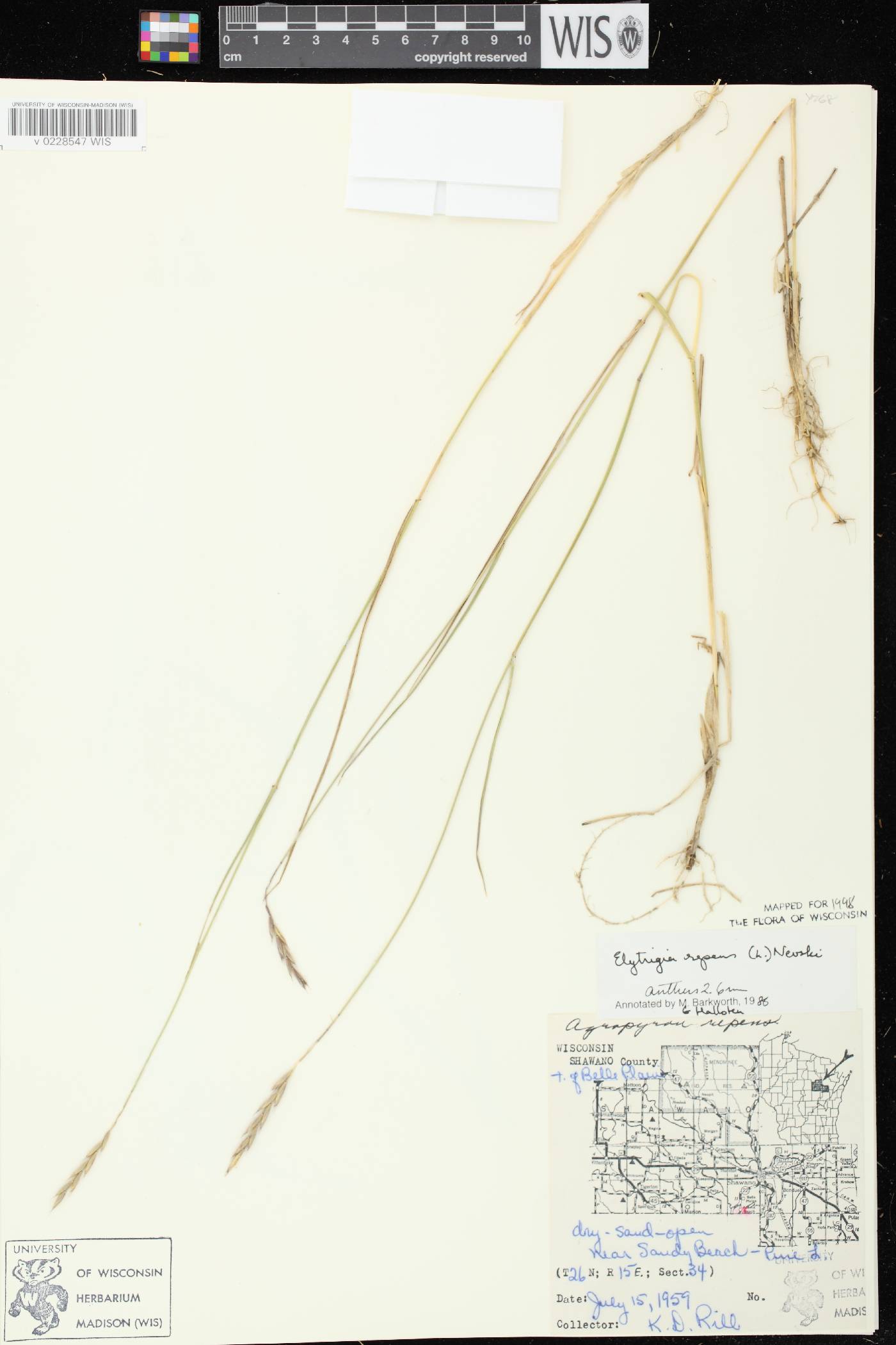 Elymus repens image