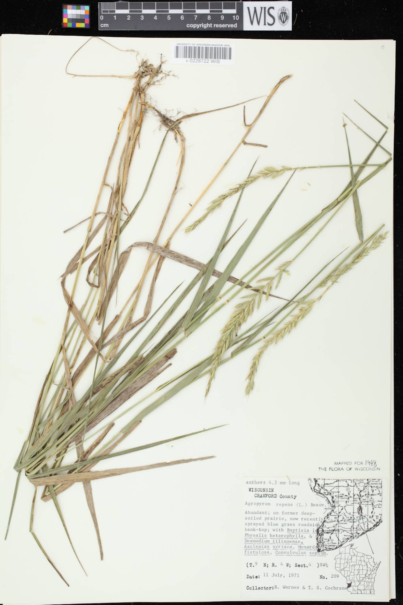 Elymus repens image