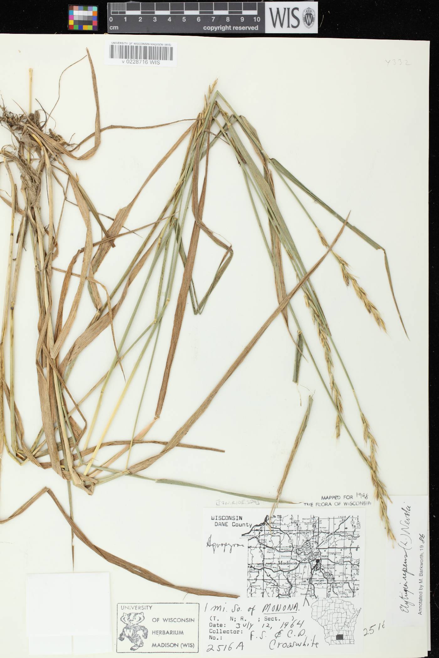 Elymus repens image