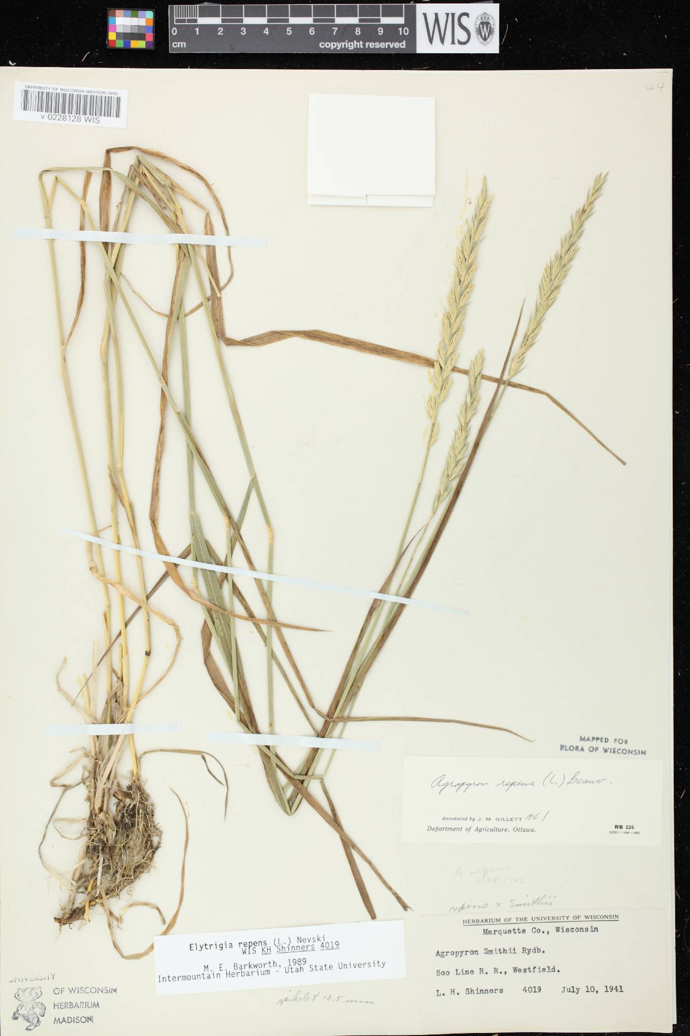 Elymus repens image