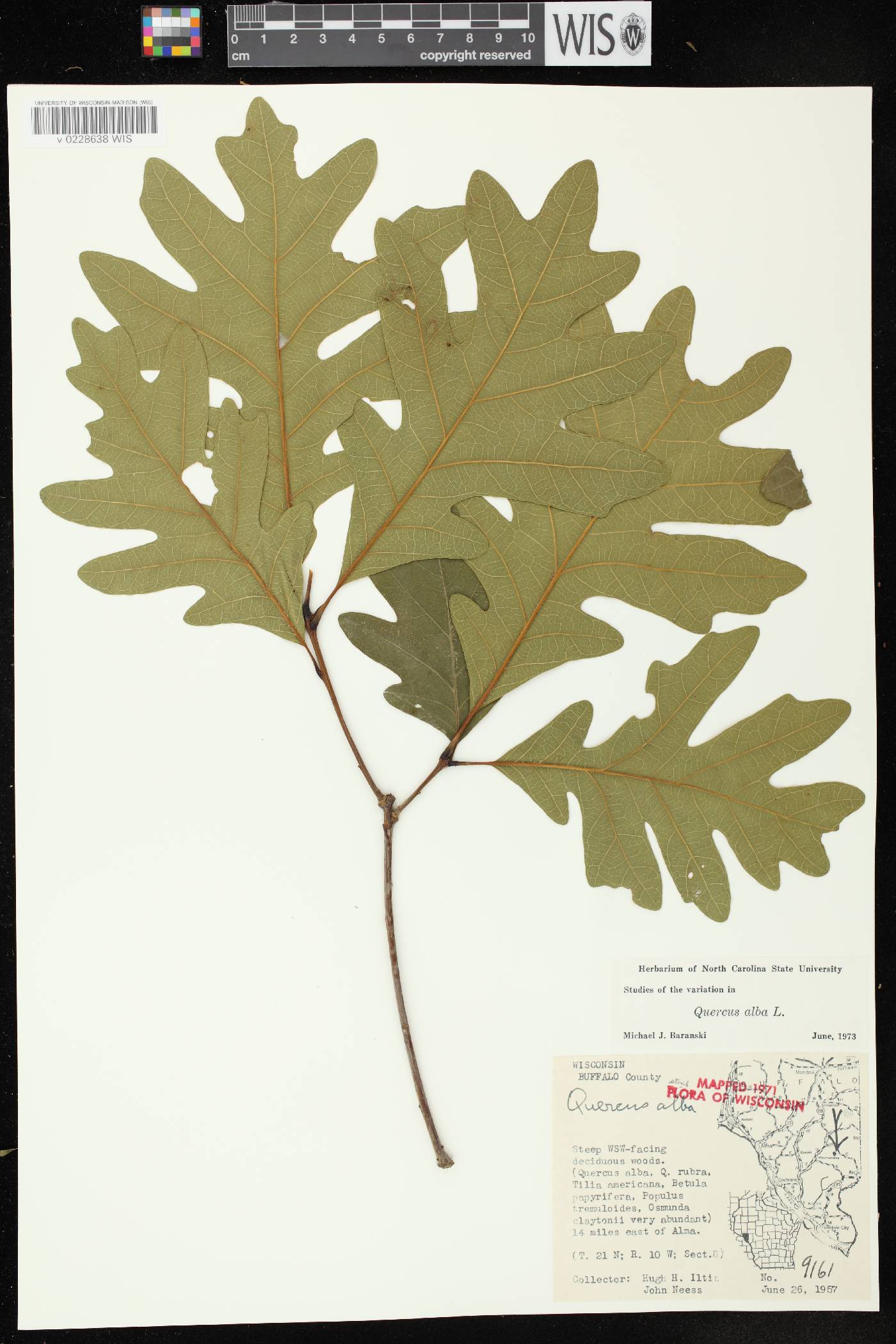 Quercus alba image