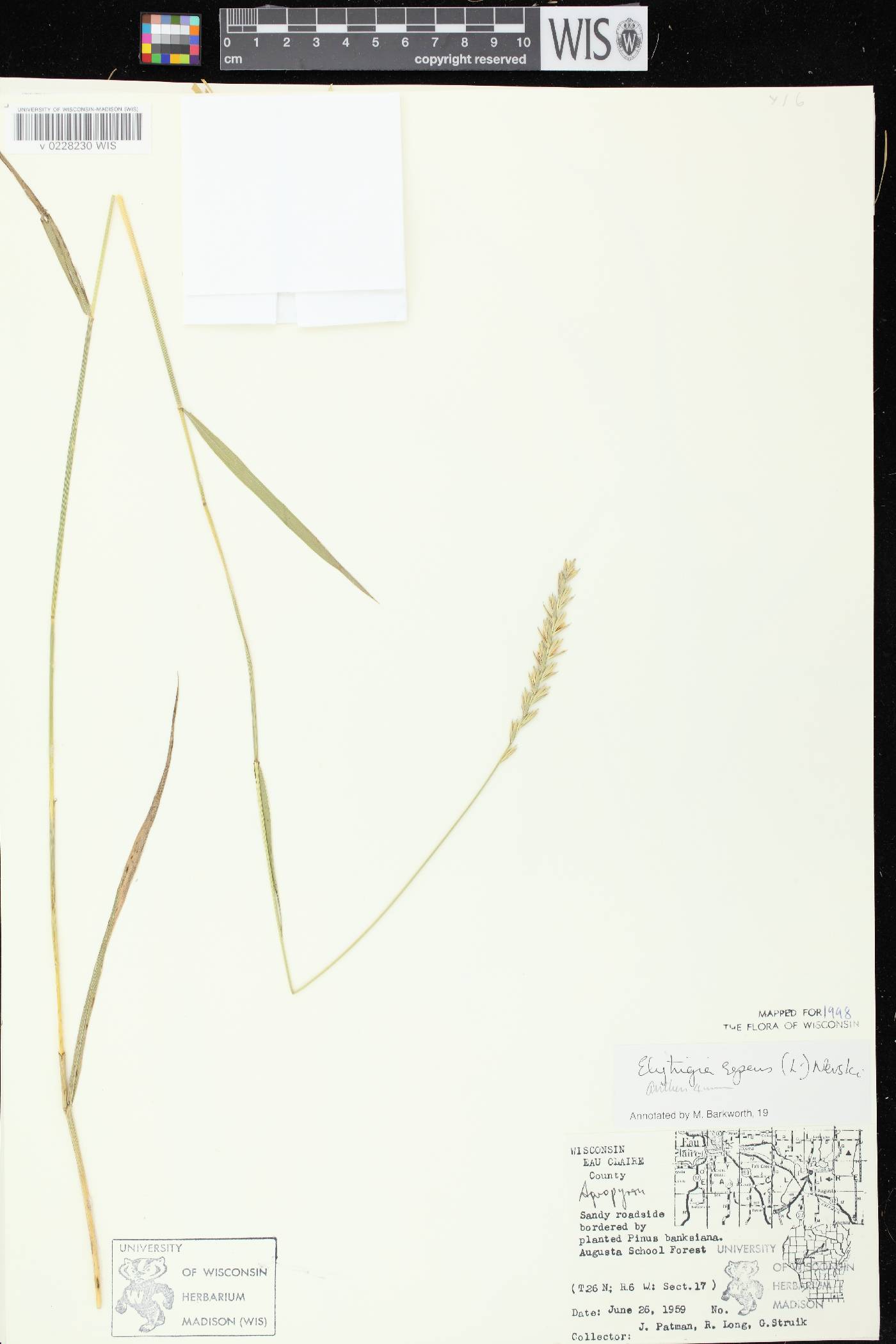 Elymus repens image