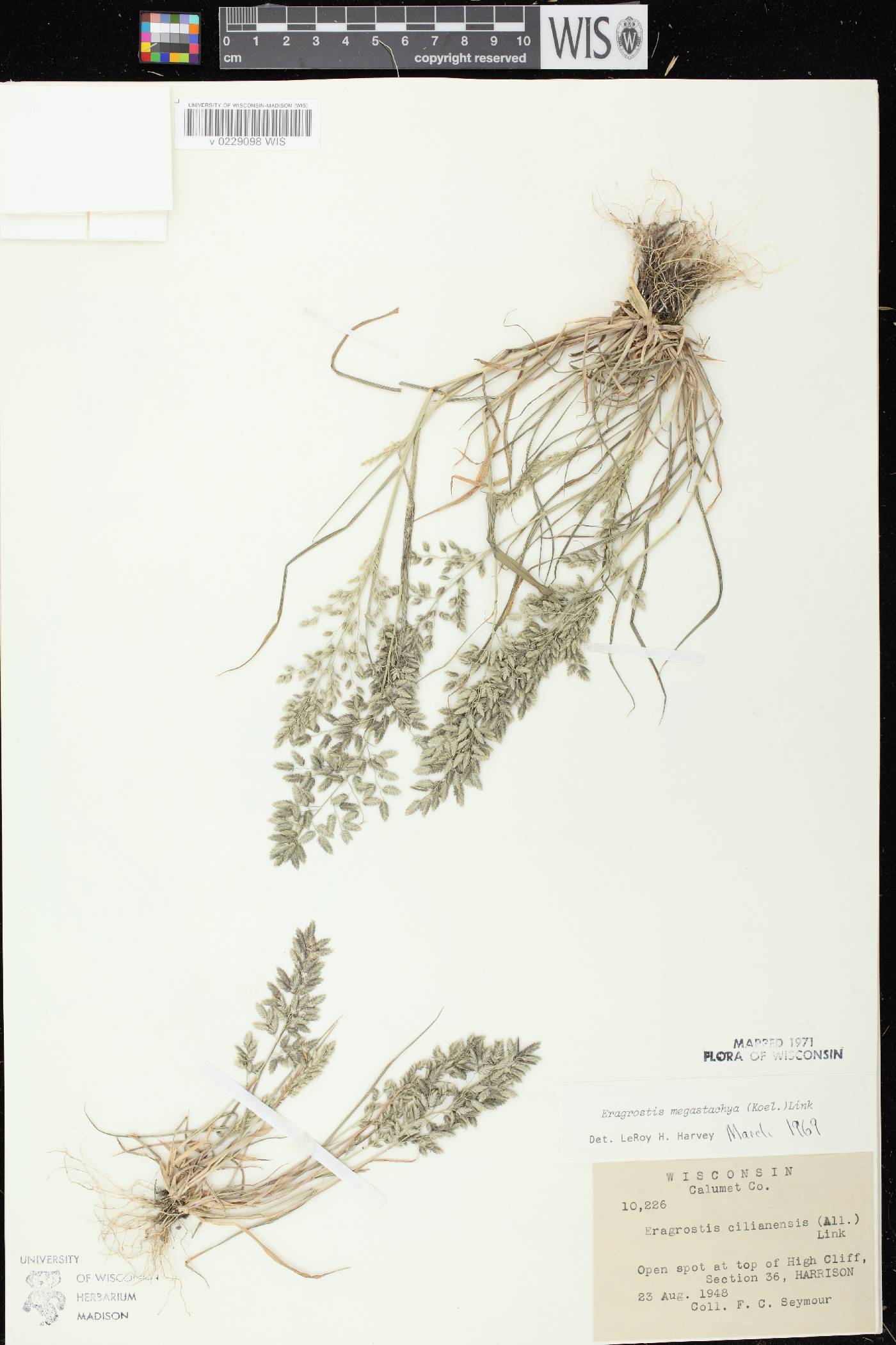 Eragrostis cilianensis image