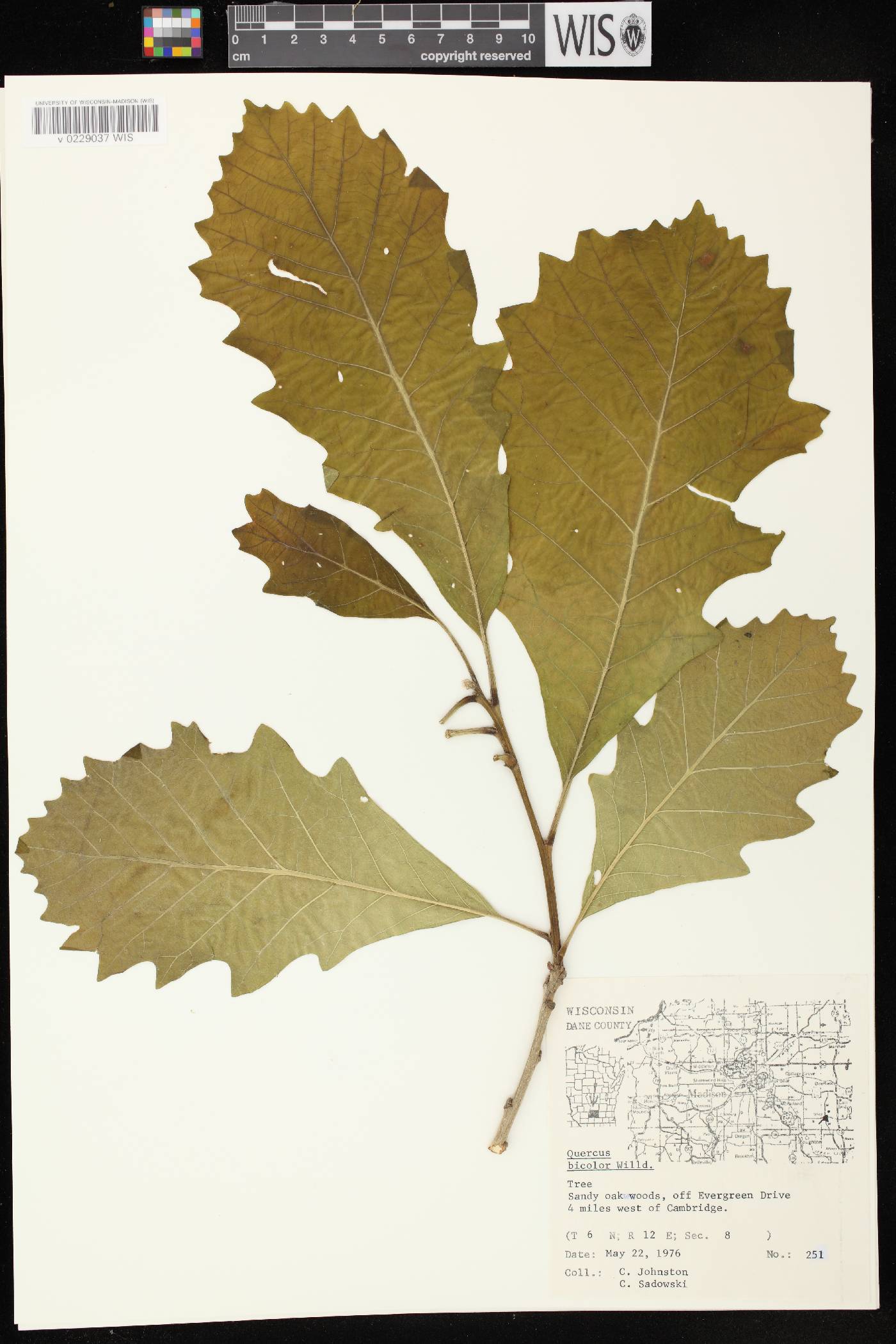 Quercus bicolor image