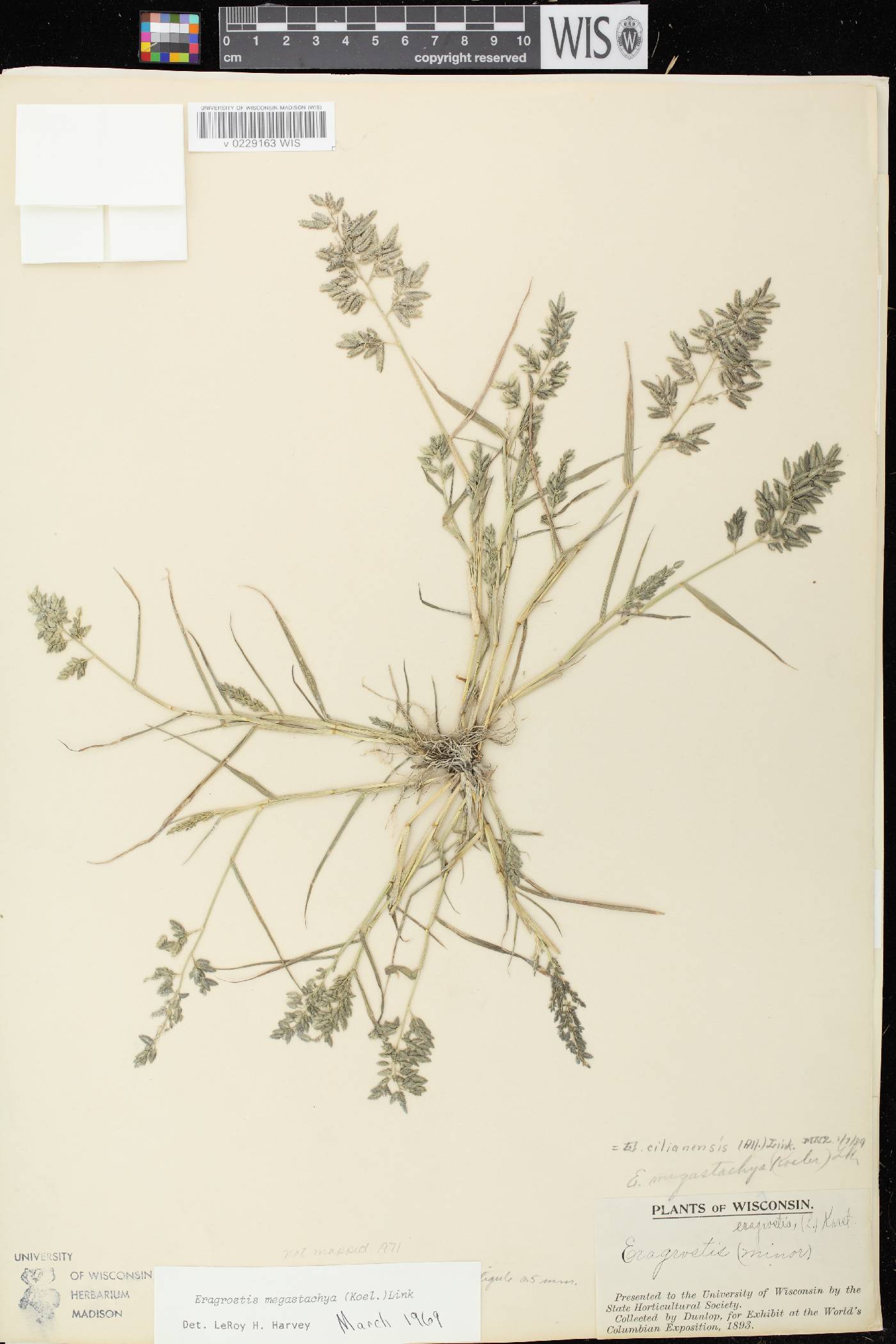 Eragrostis cilianensis image