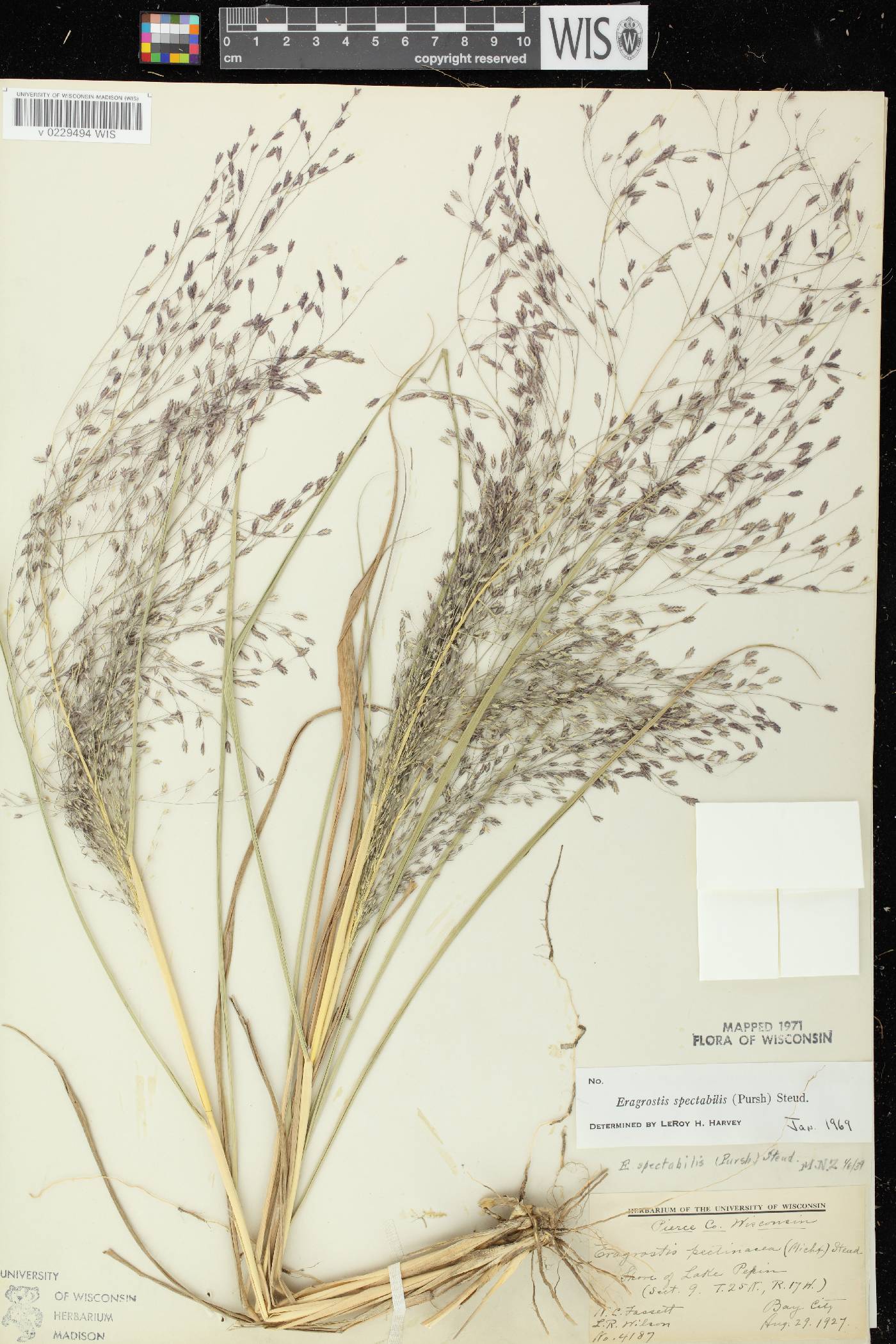Eragrostis spectabilis image