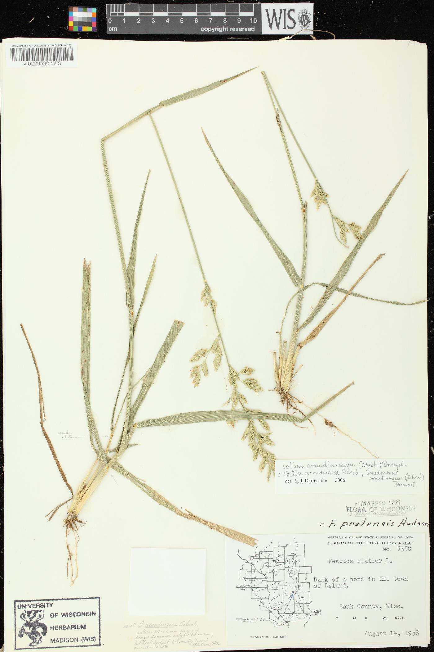 Lolium arundinaceum image