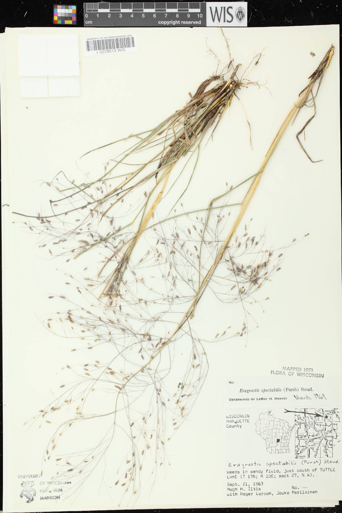 Eragrostis spectabilis image