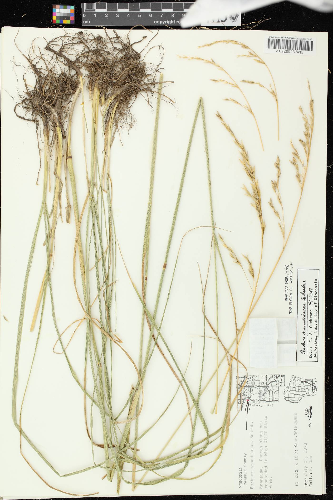 Lolium arundinaceum image