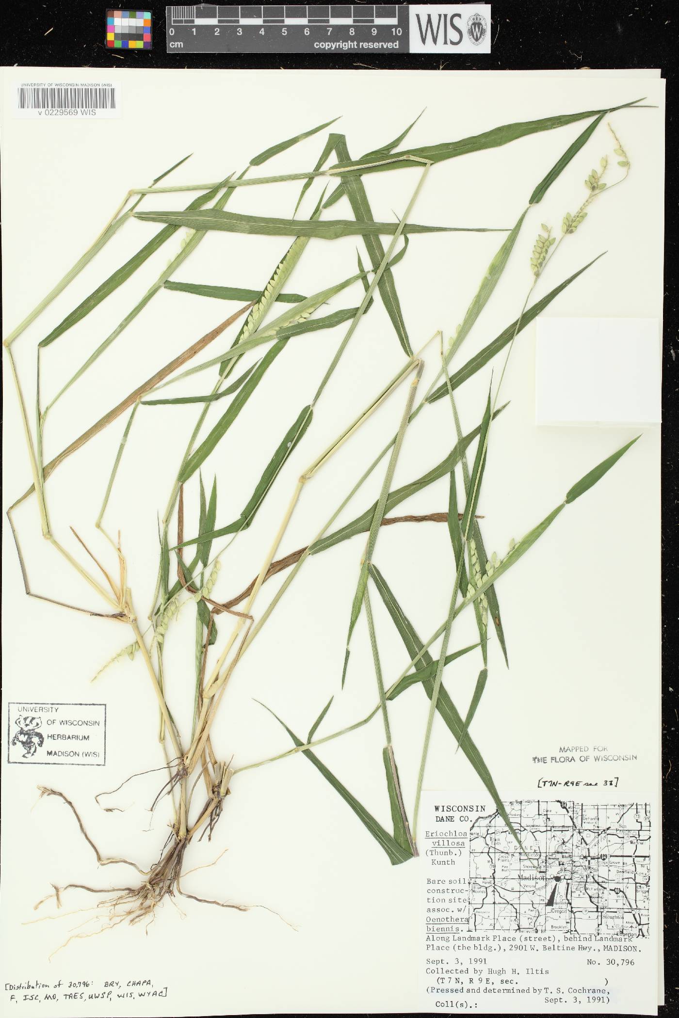 Eriochloa villosa image