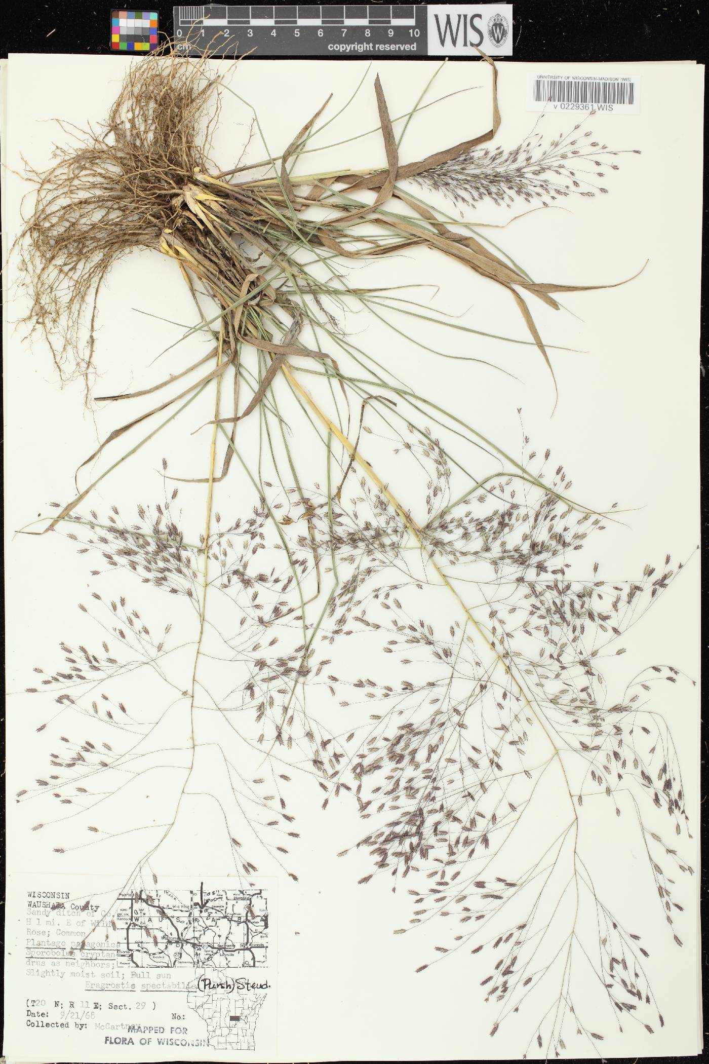 Eragrostis spectabilis image