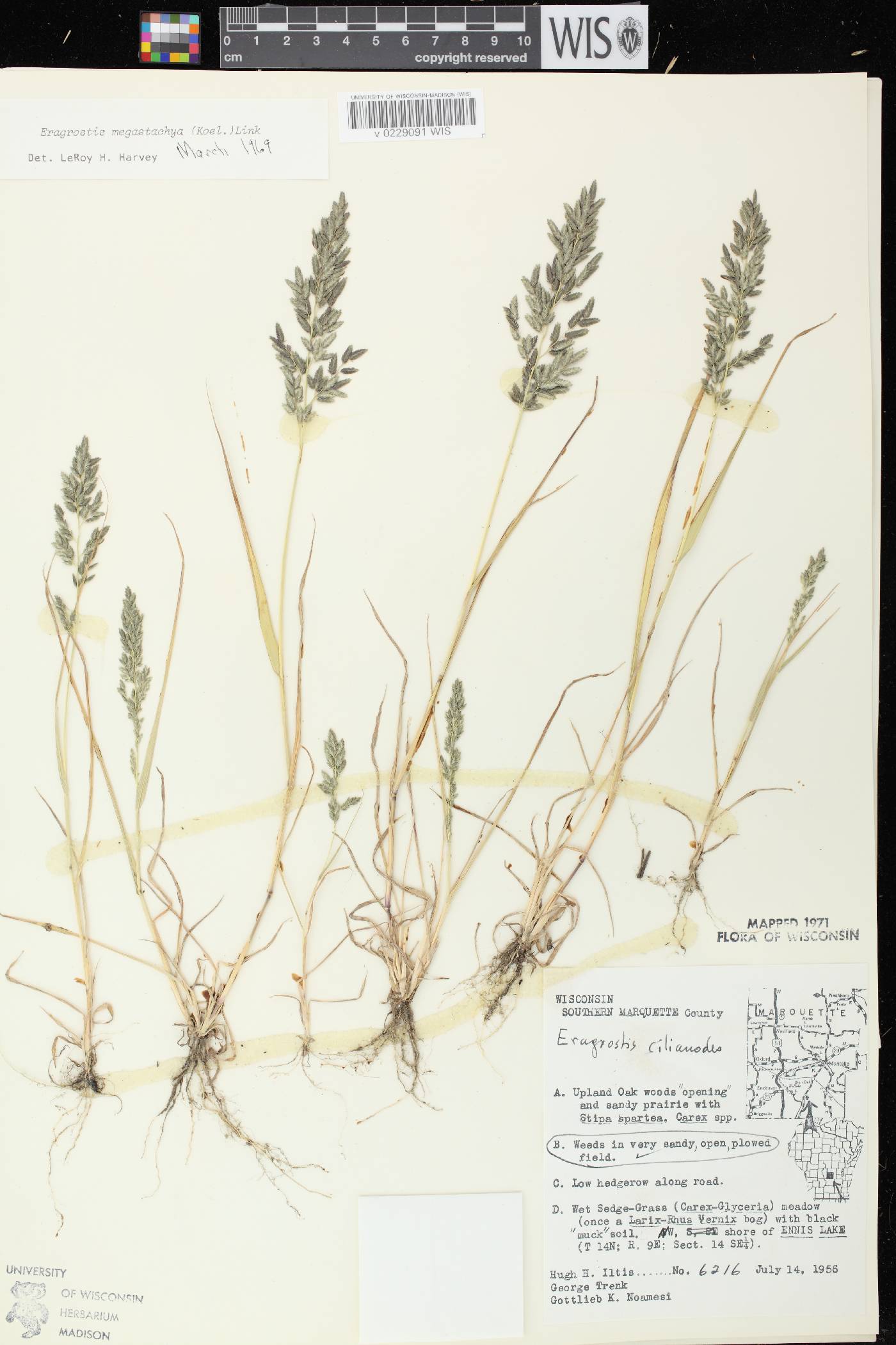 Eragrostis cilianensis image