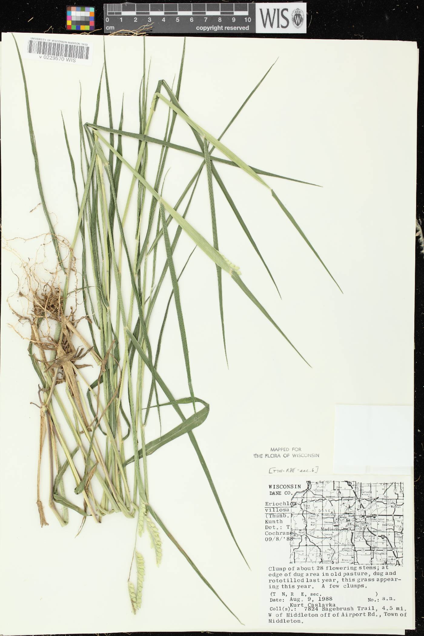 Eriochloa villosa image