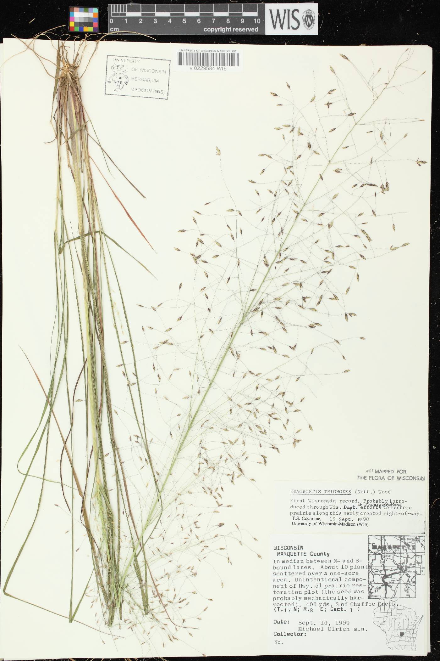 Eragrostis trichodes image