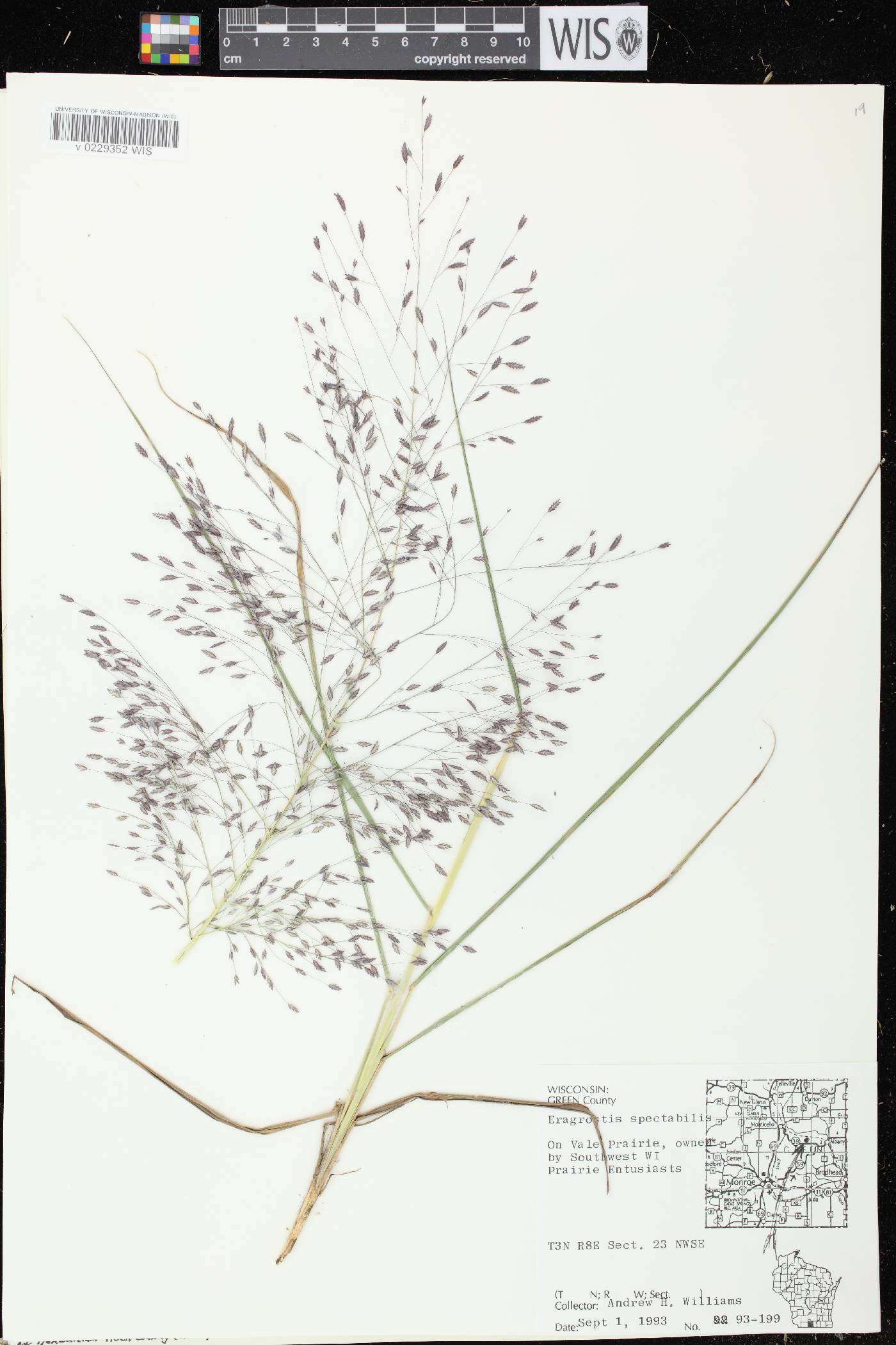 Eragrostis spectabilis image