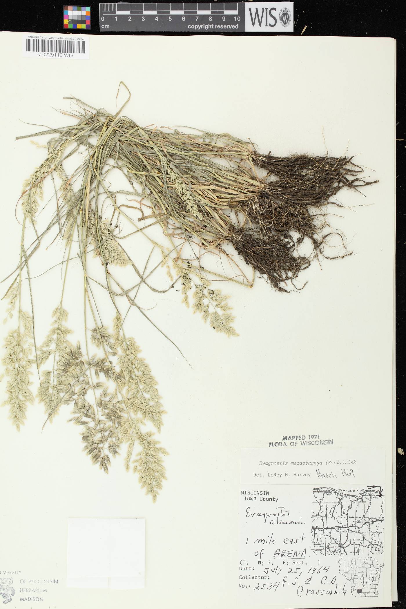 Eragrostis cilianensis image