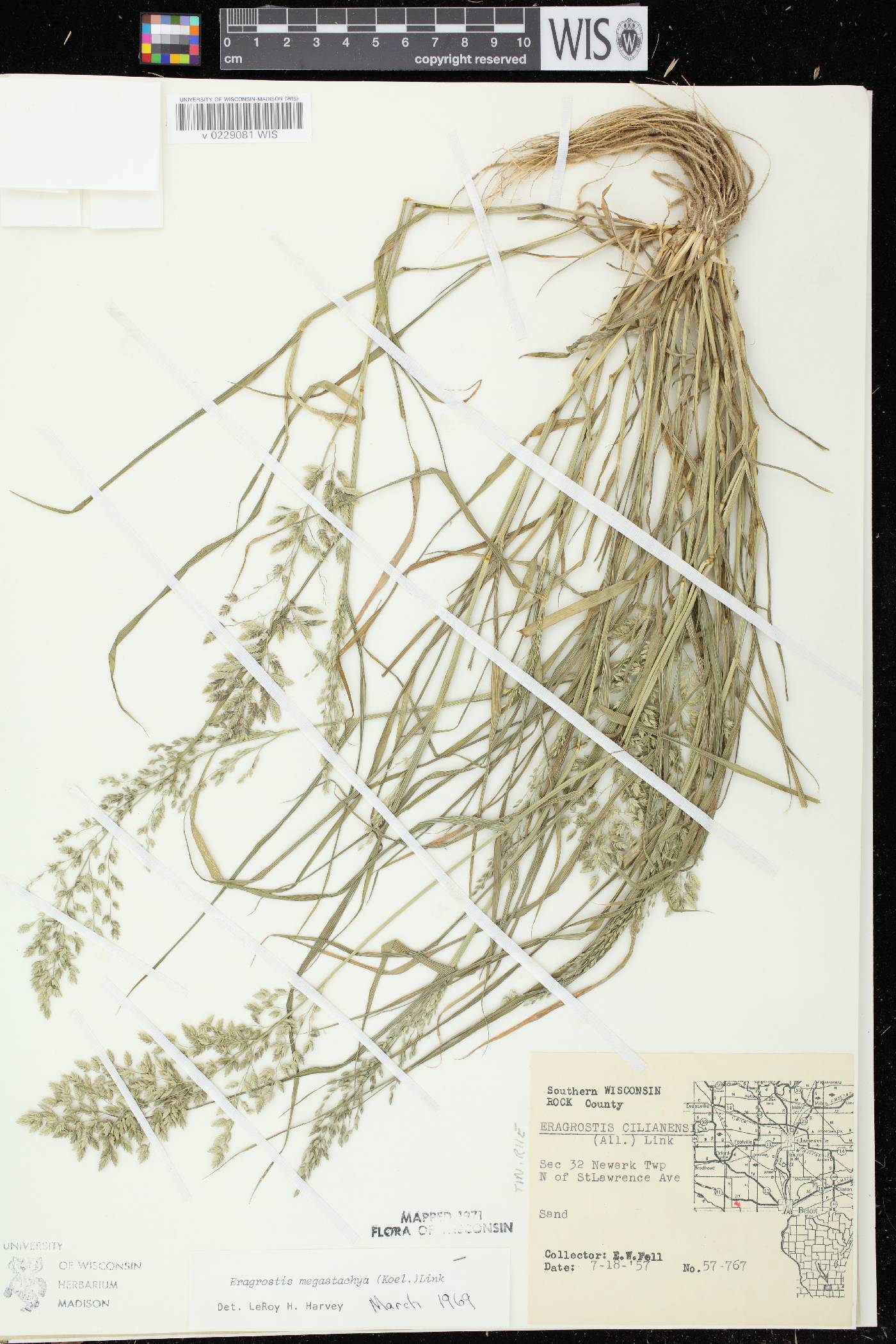 Eragrostis cilianensis image