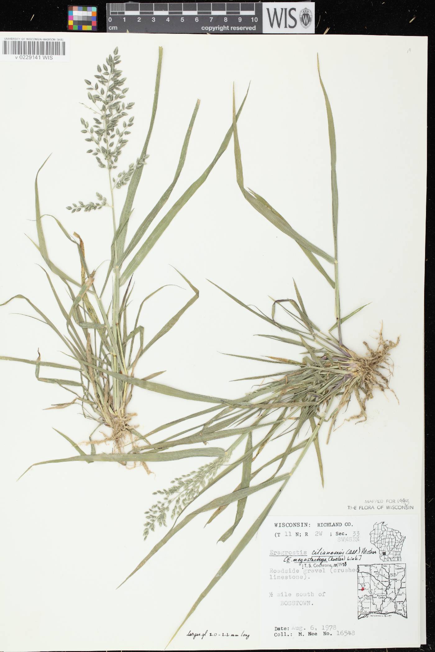 Eragrostis cilianensis image
