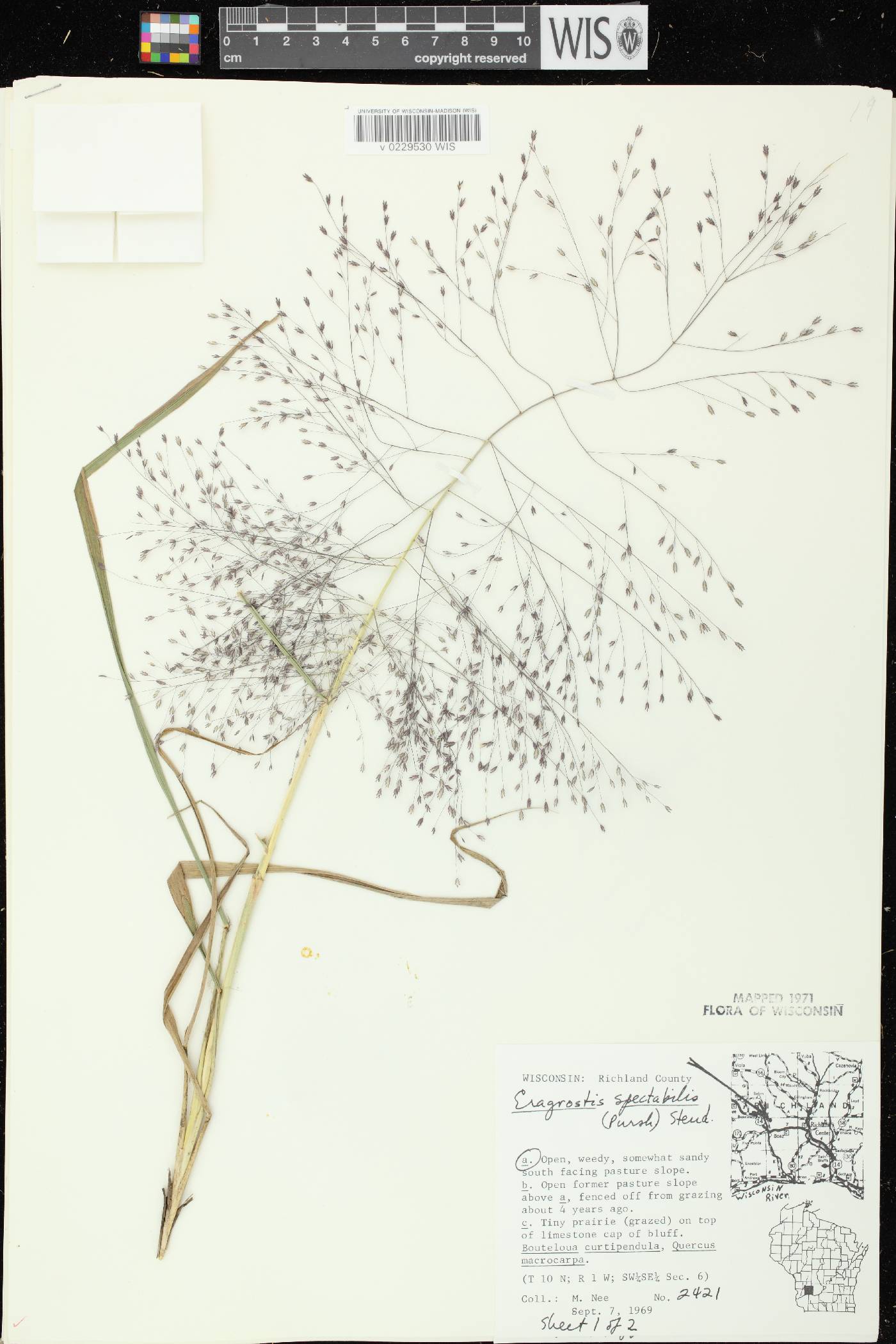 Eragrostis spectabilis image