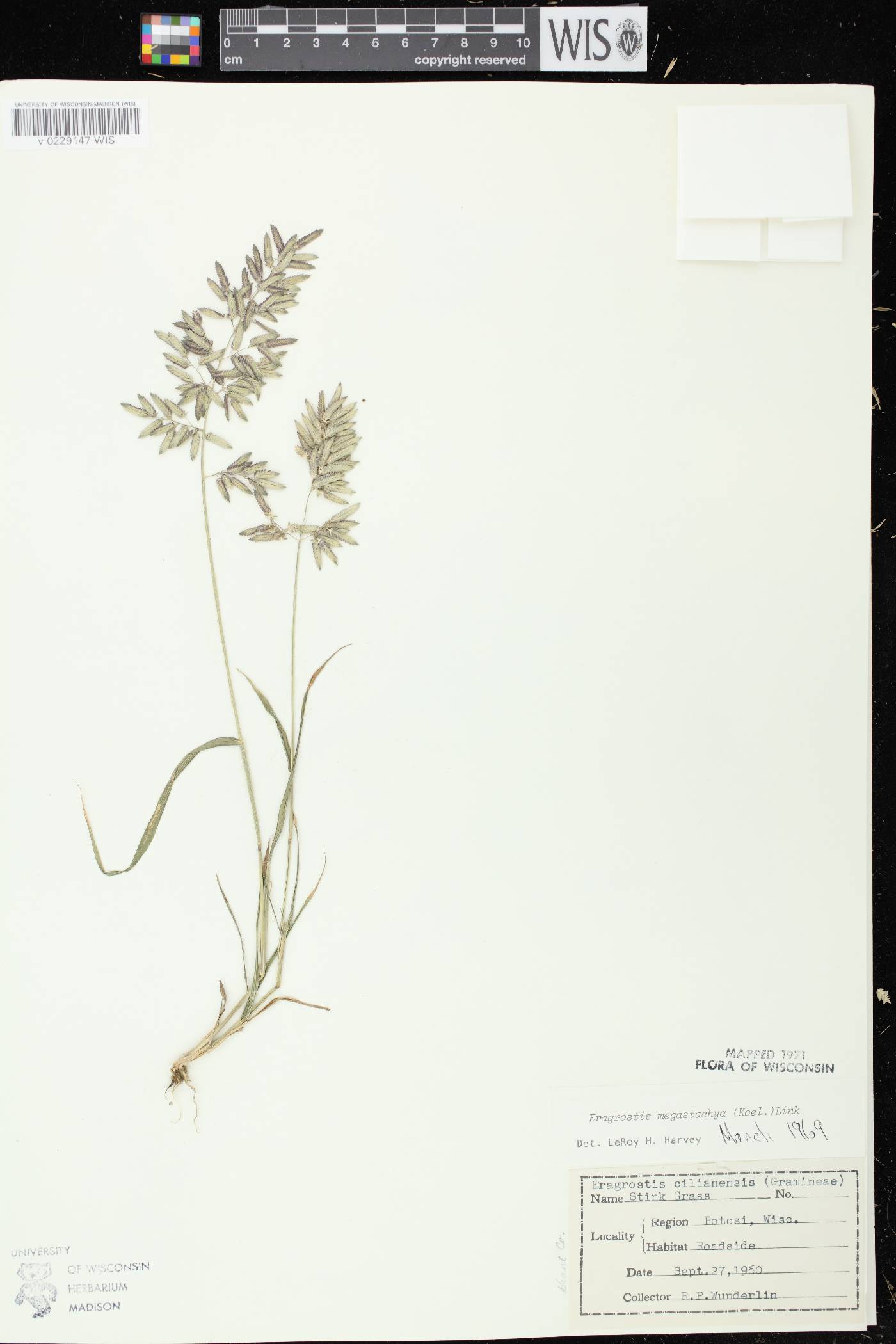 Eragrostis cilianensis image
