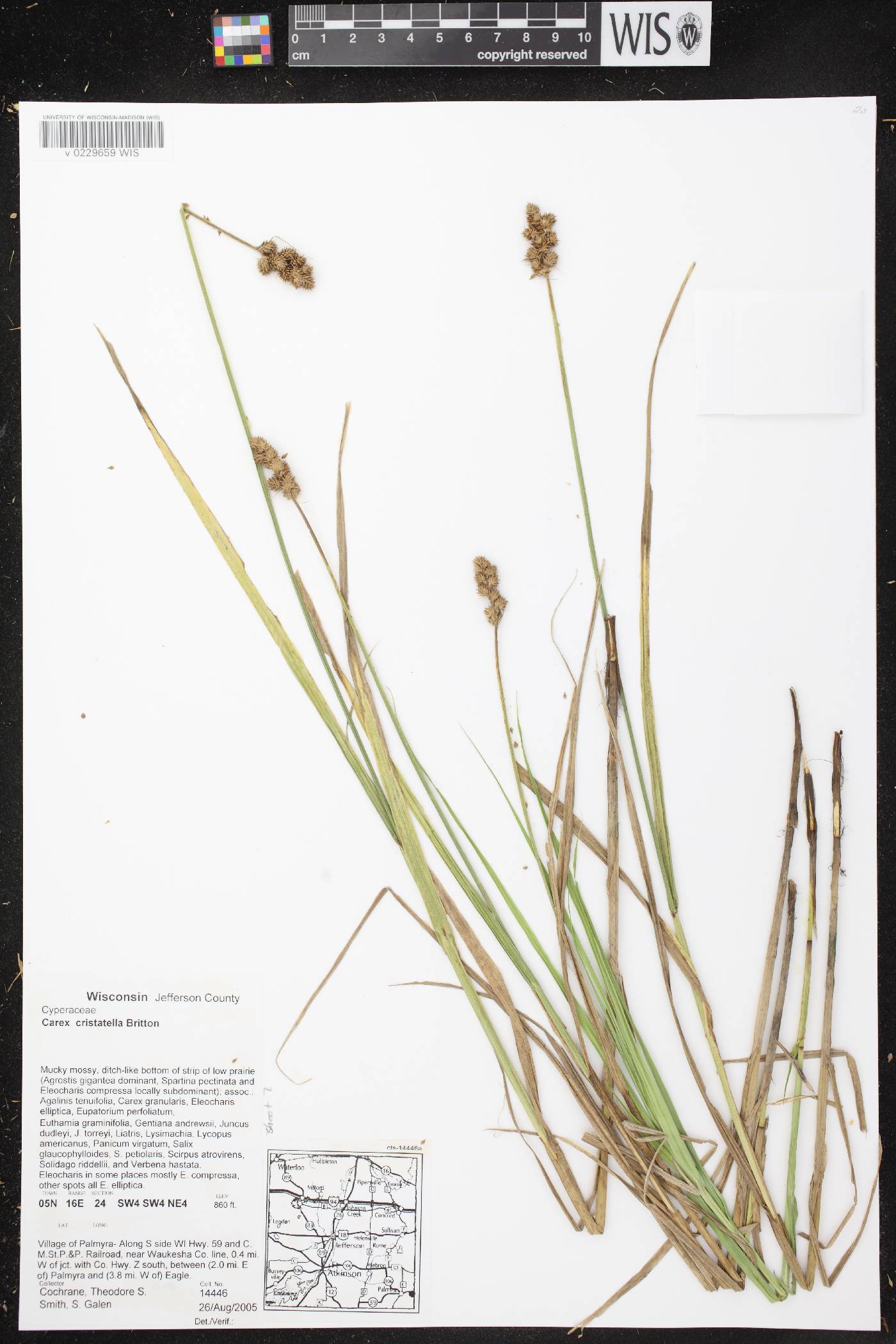 Carex cristatella image