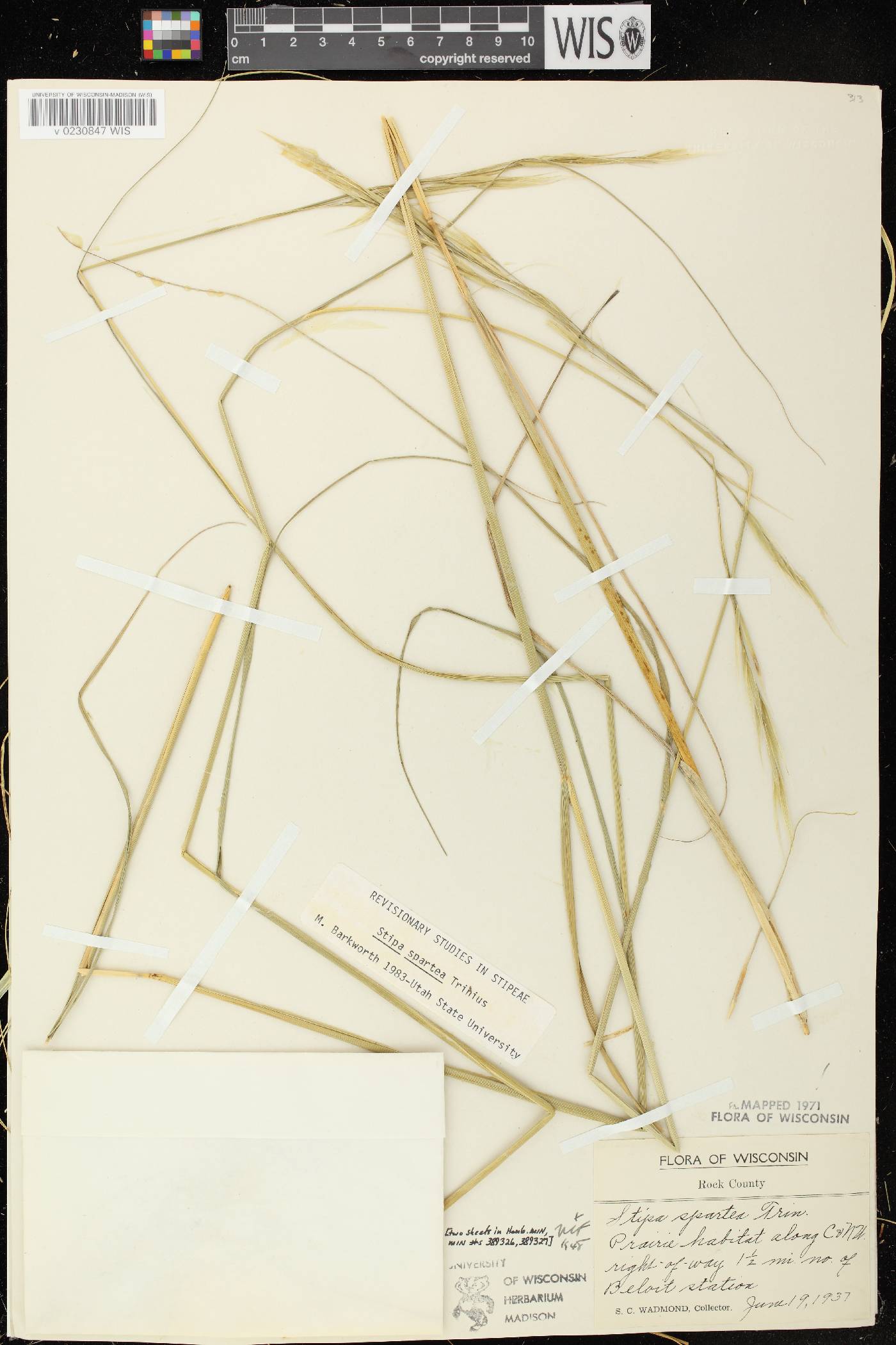 Hesperostipa spartea image