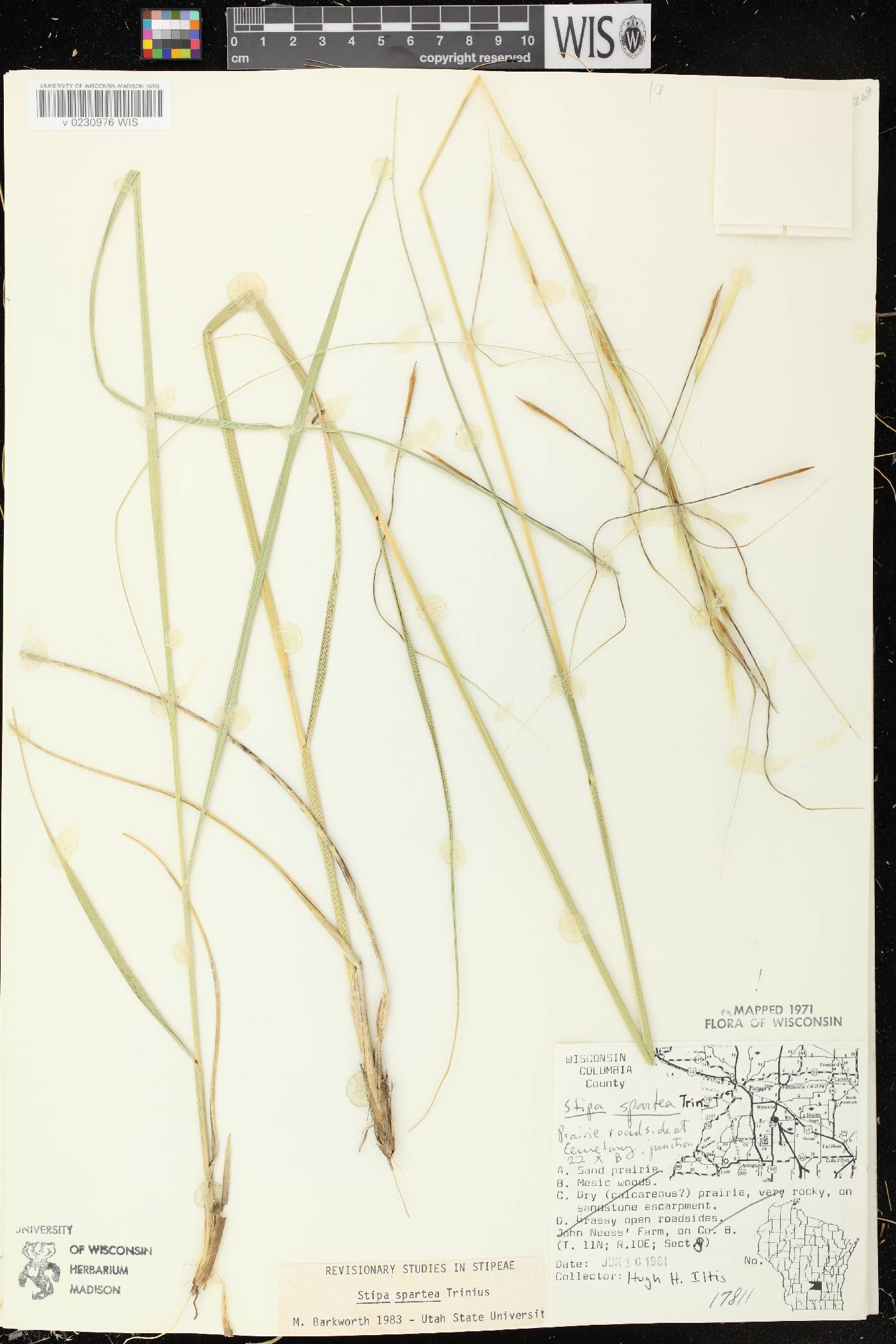 Hesperostipa spartea image