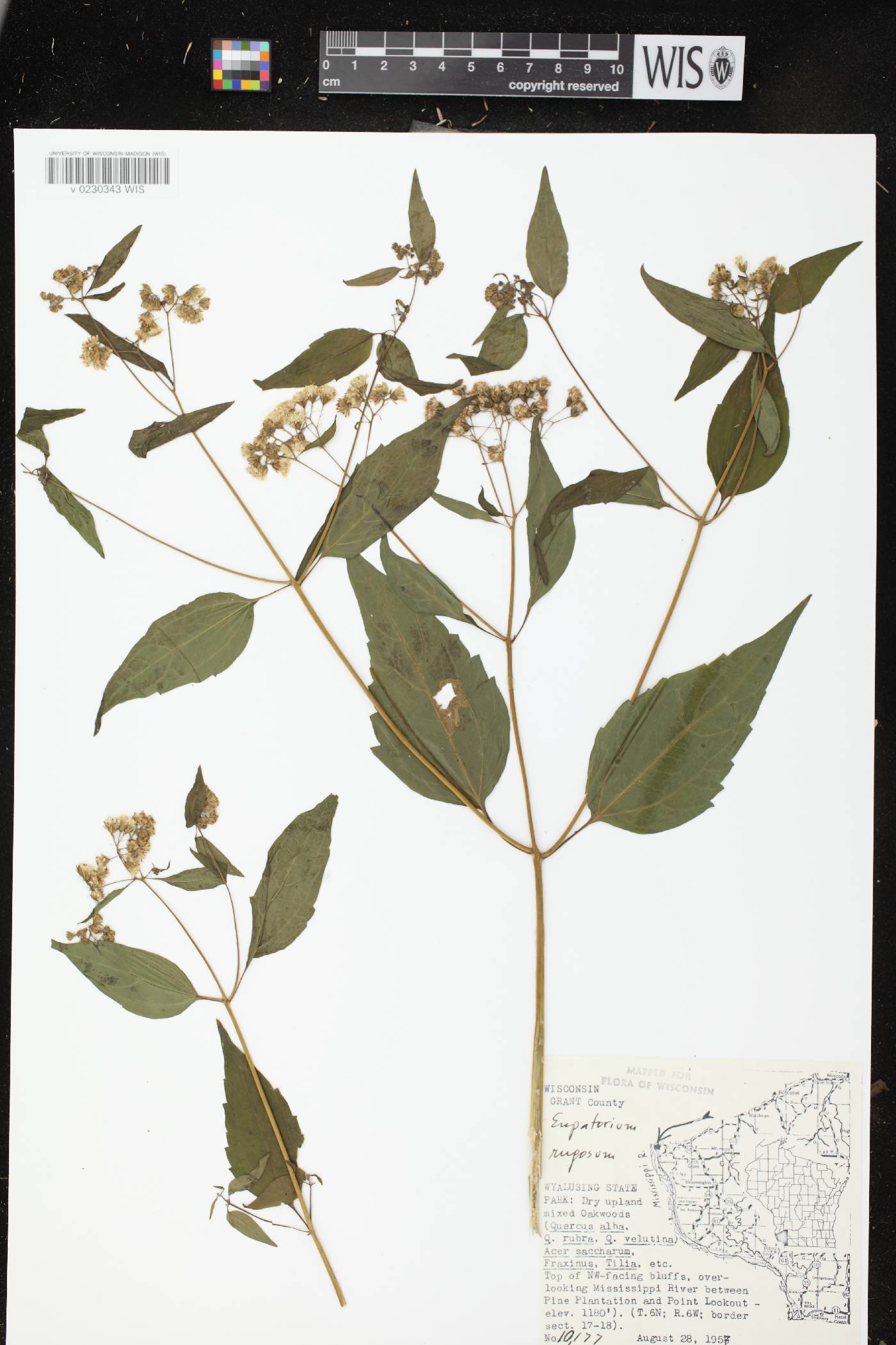 Ageratina altissima image