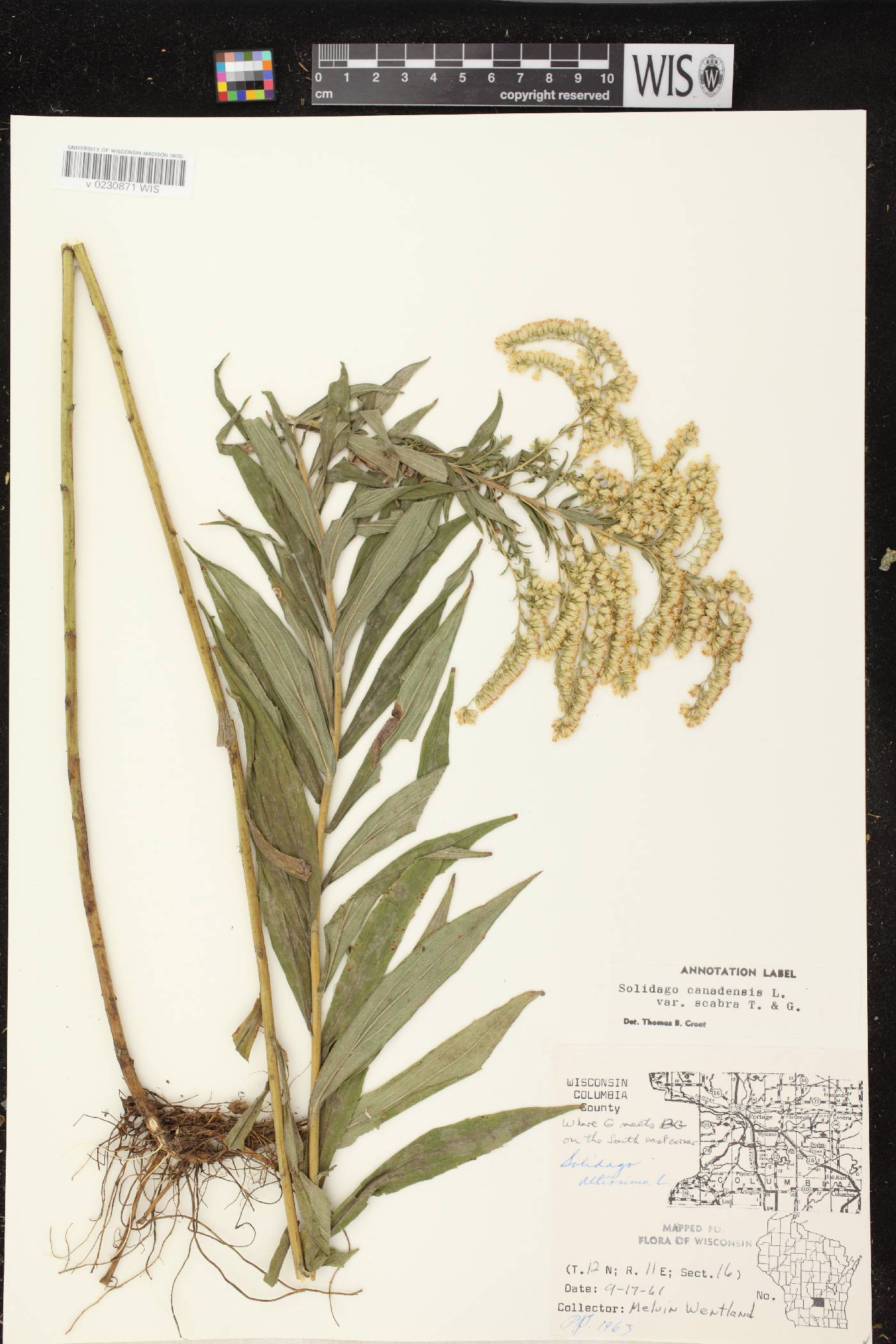 Solidago altissima subsp. altissima image
