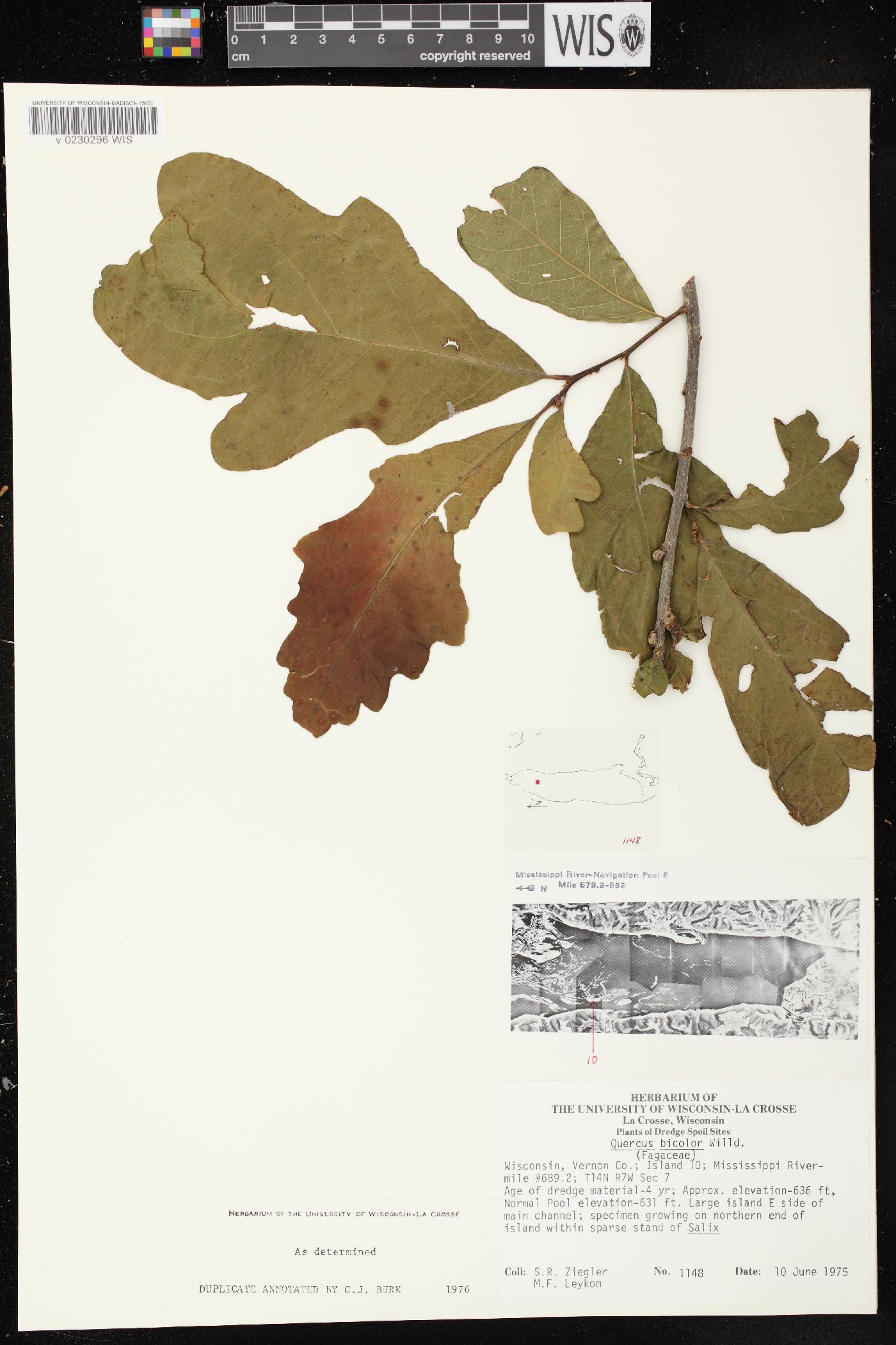 Quercus rubra image