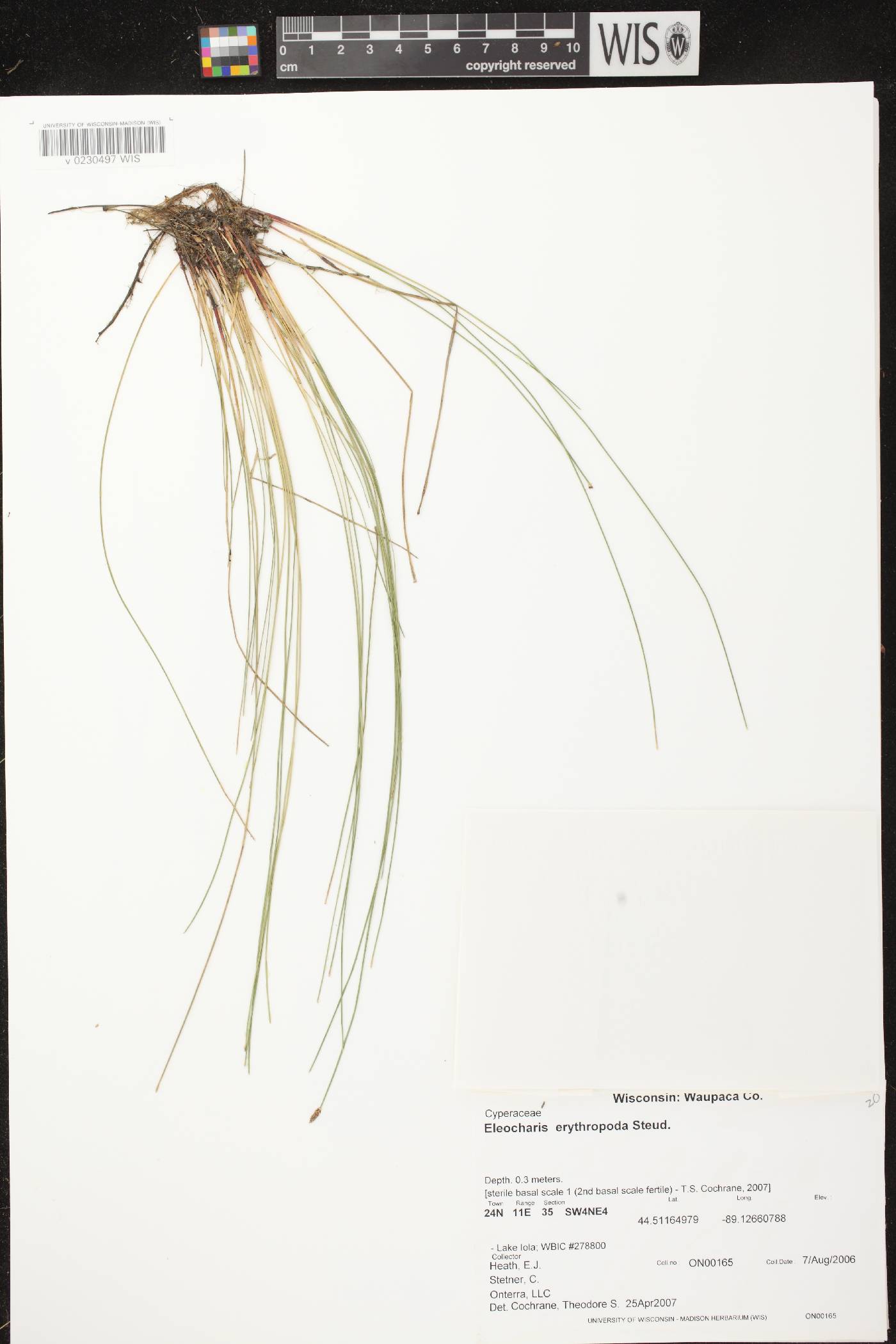 Eleocharis erythropoda image