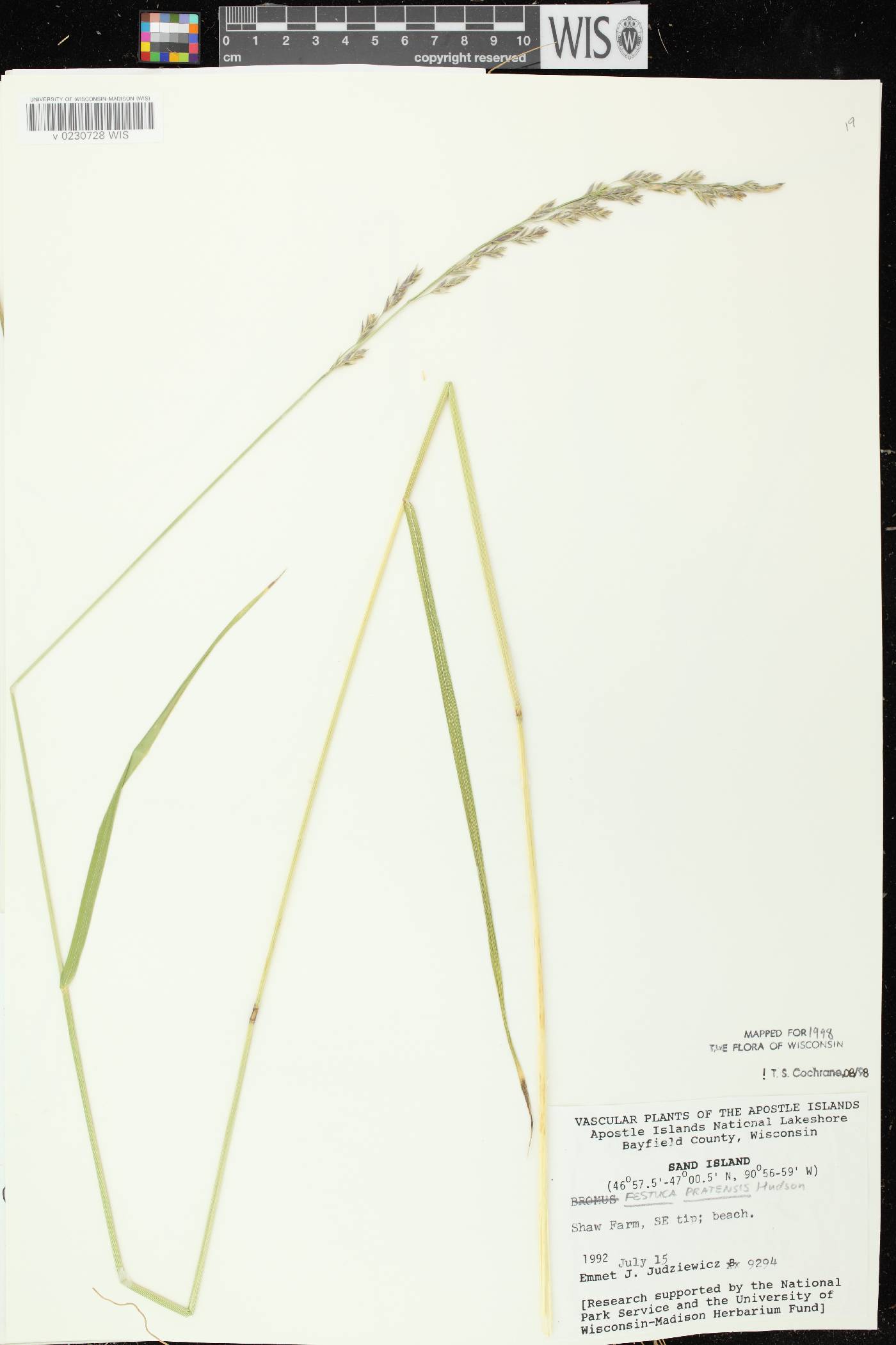 Lolium pratense image