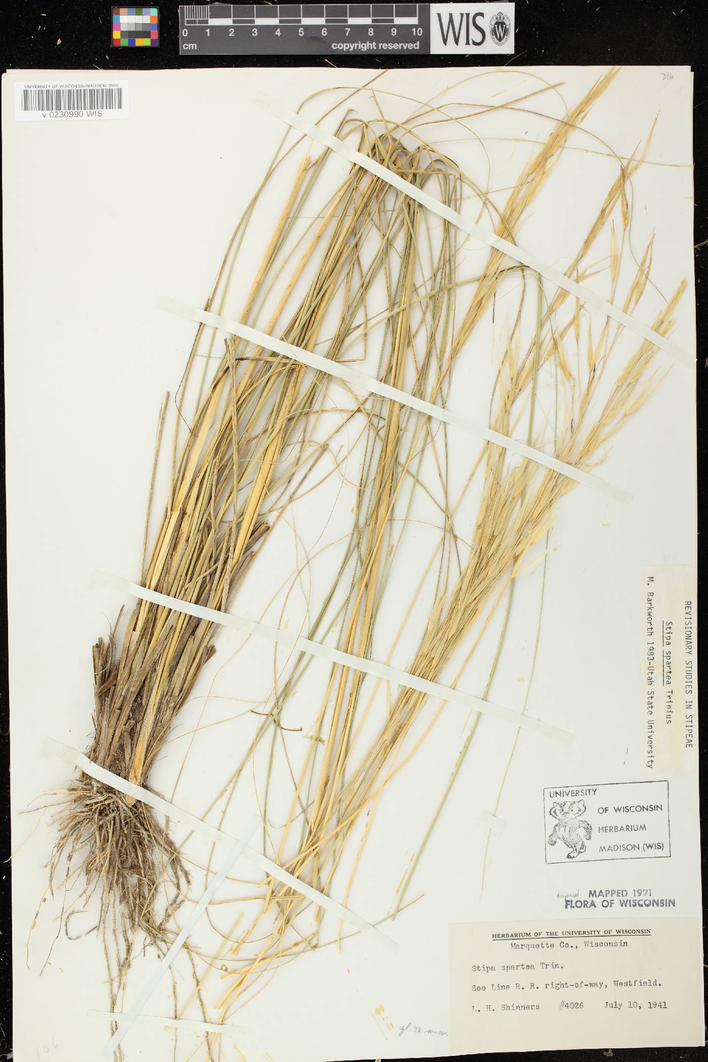 Hesperostipa spartea image