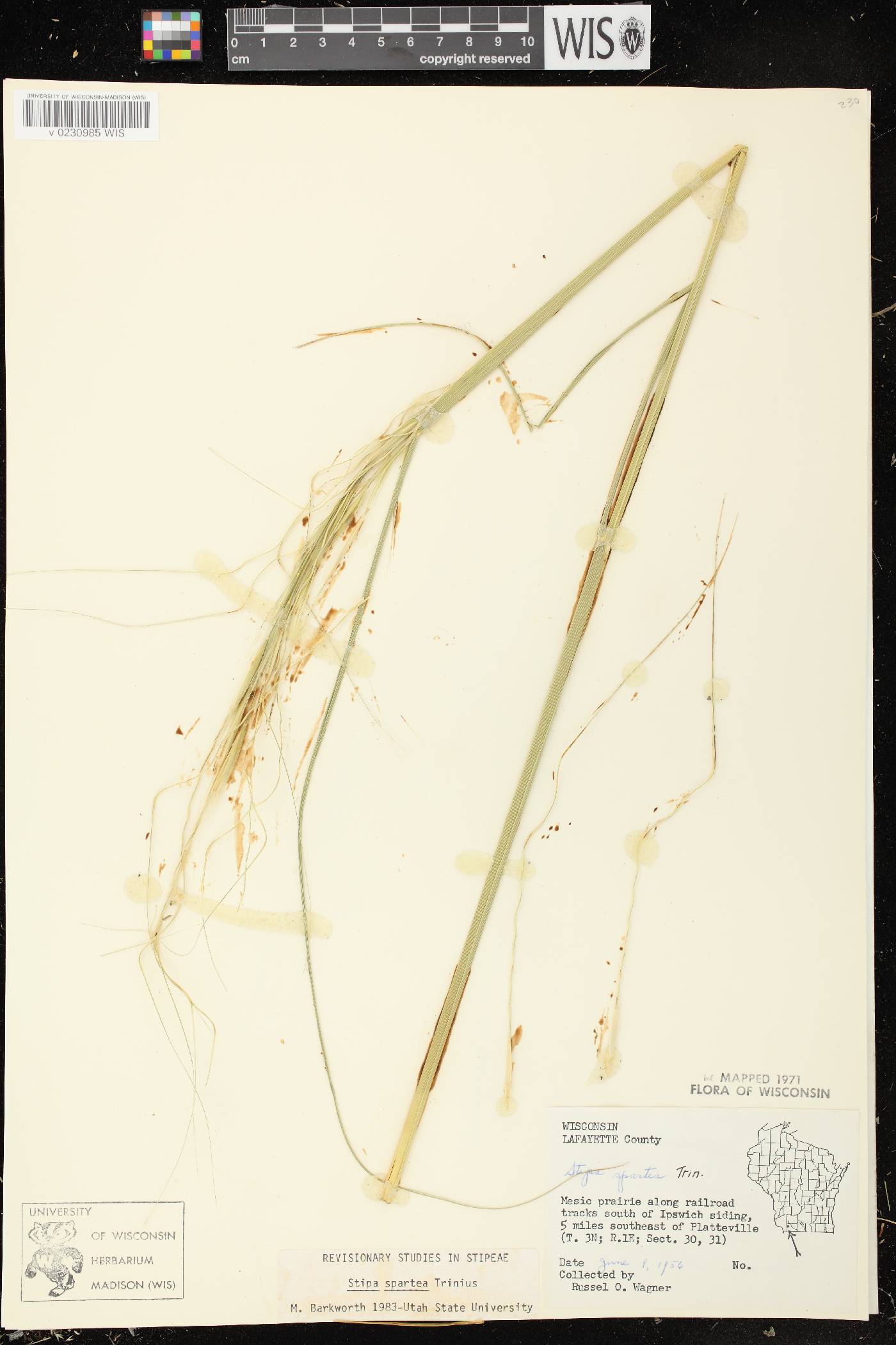 Hesperostipa spartea image