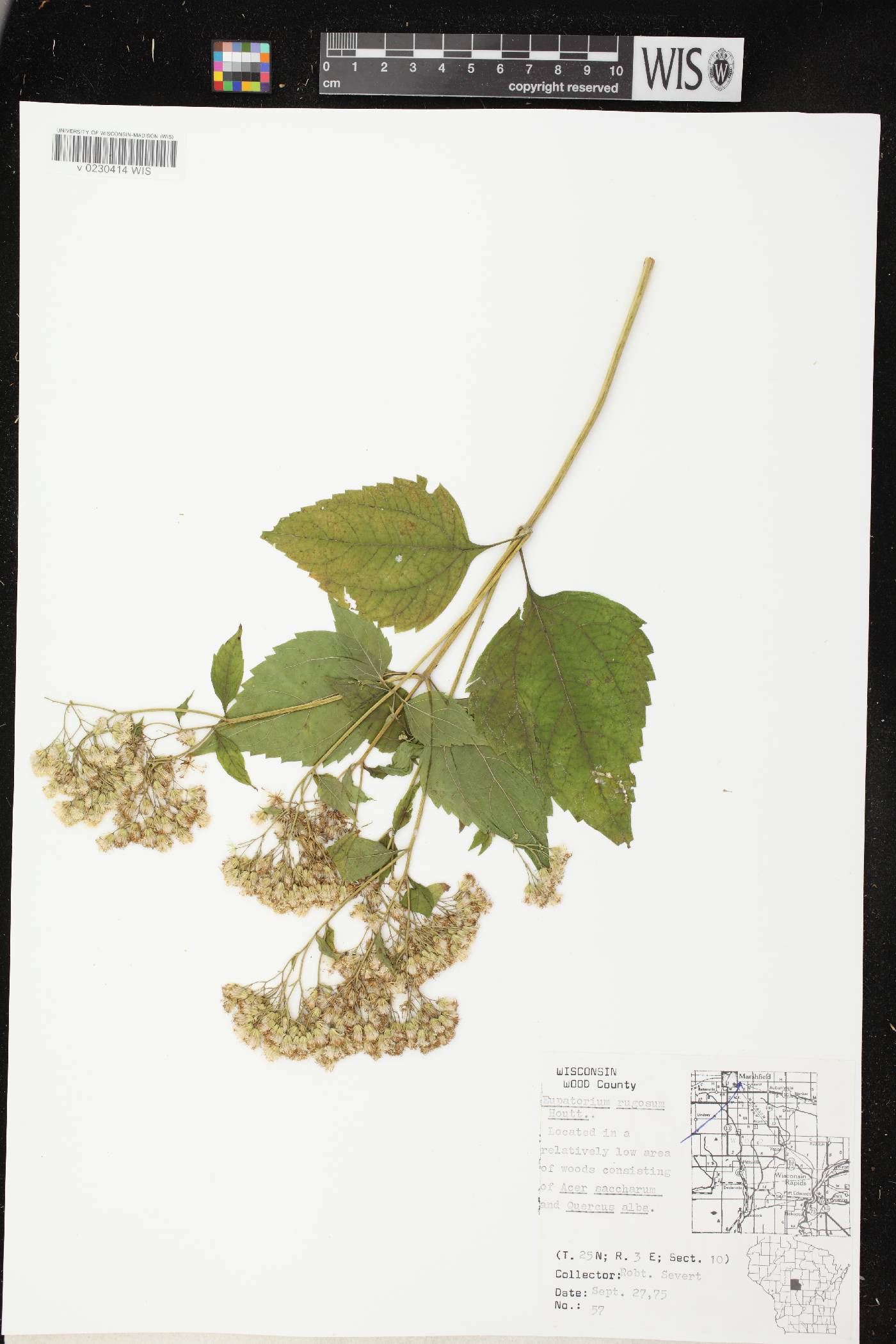 Ageratina altissima image