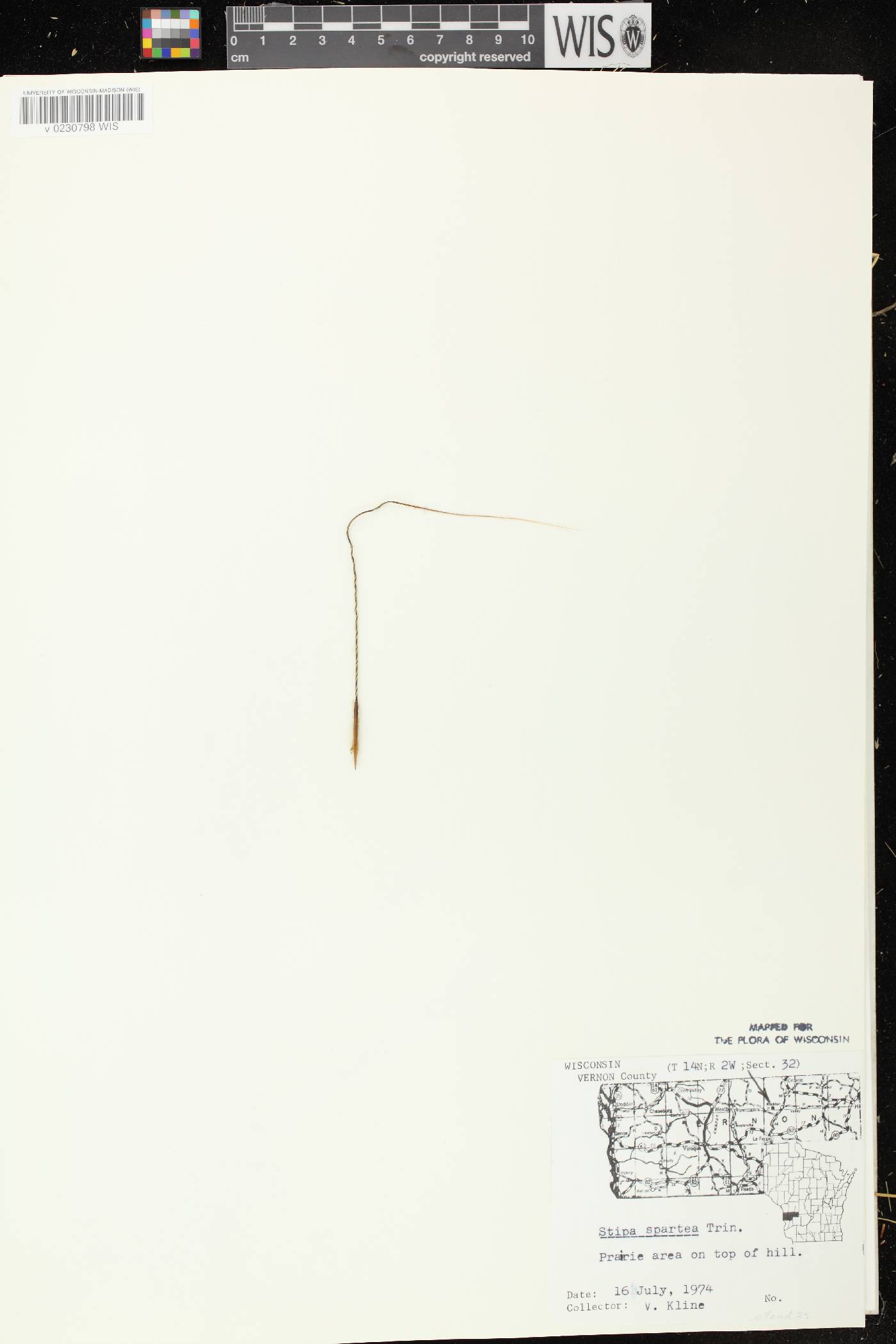 Hesperostipa spartea image