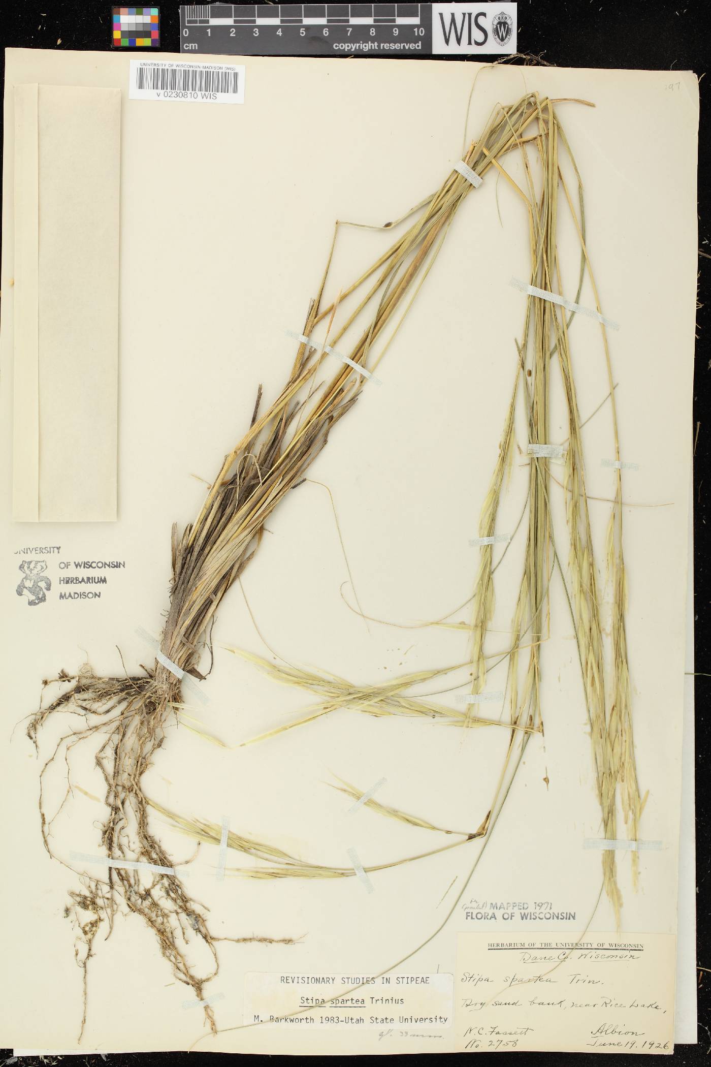 Hesperostipa spartea image
